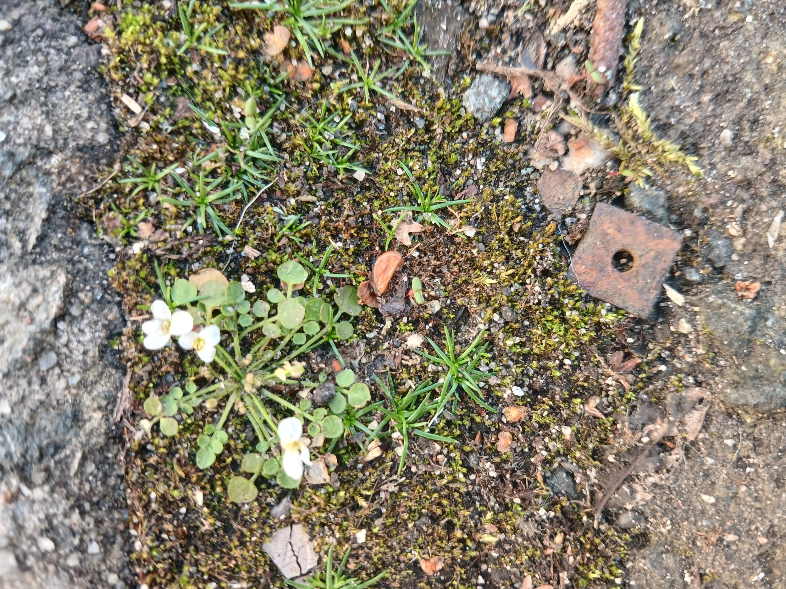   Cardamine corymbosa NS5768 21Mar26 MM  