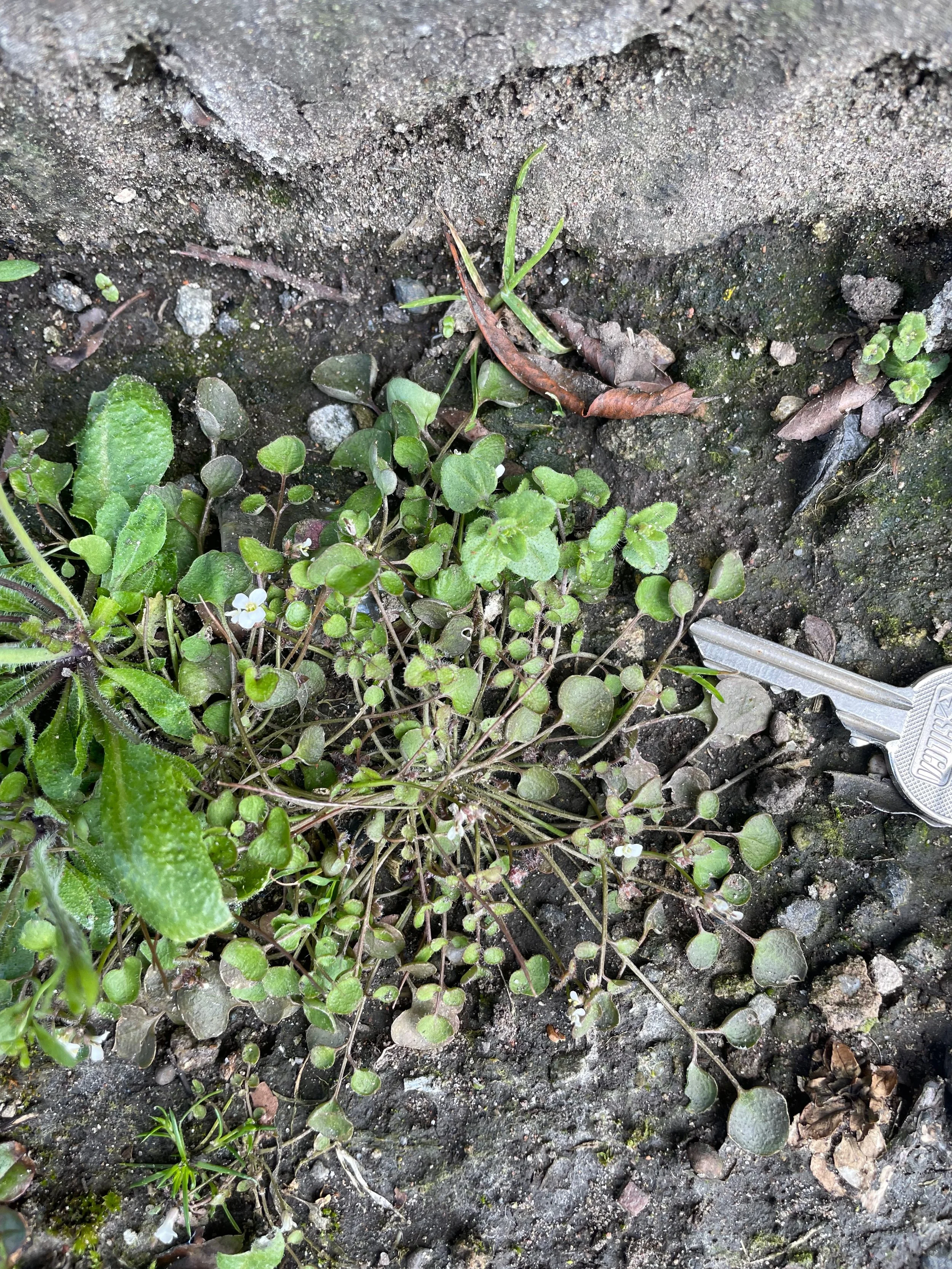 Cardamine corymbosa NS5766 9A22 PW - 1.jpeg
