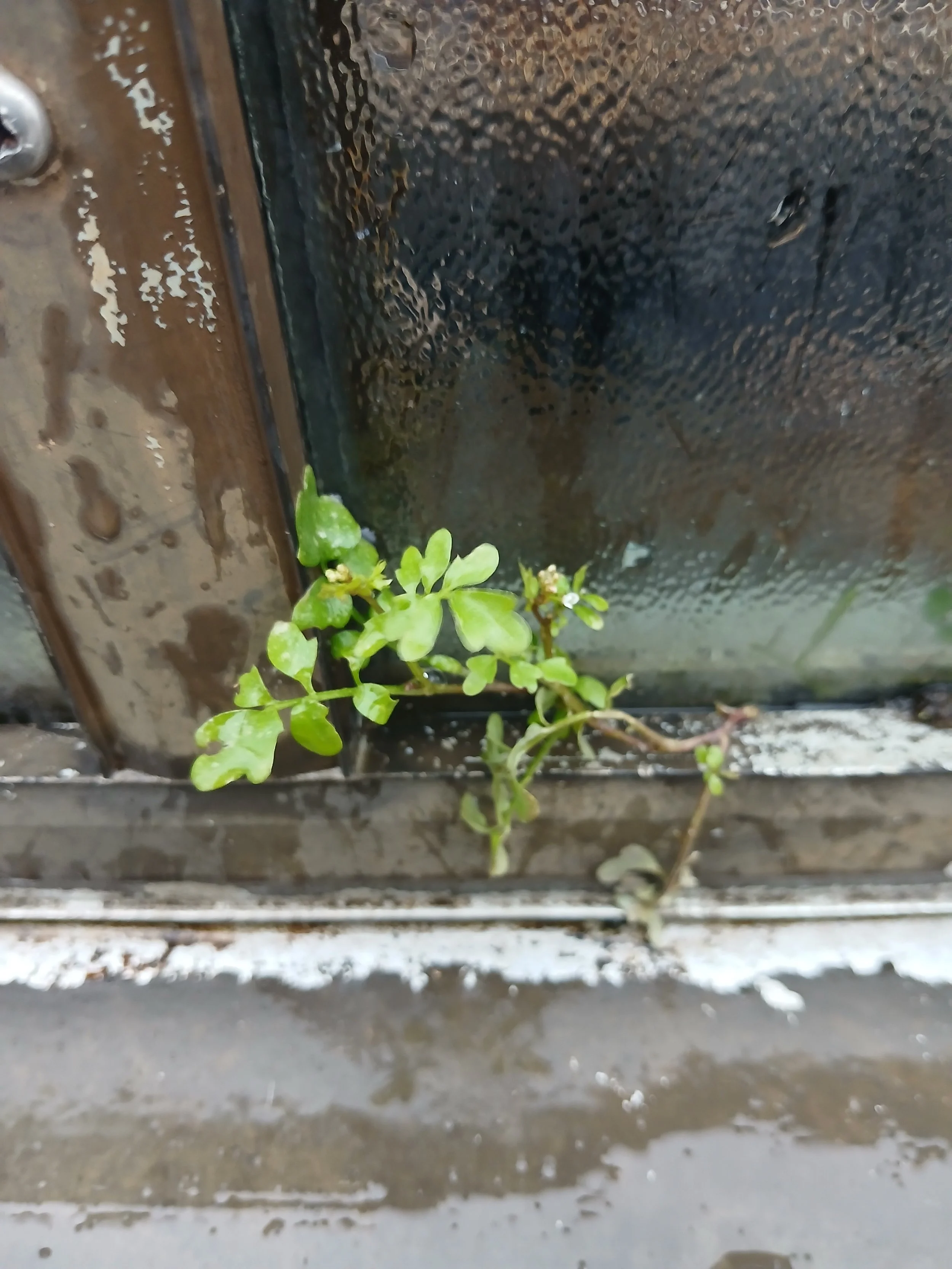   Cardamine occulta  NS5667 16Mar26 MM  