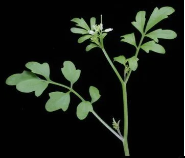  Showing the 3 lobed arrangement of the leaves.   From Twitter account of Mick Crawley 