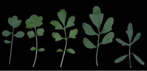  Showing the 3 lobed arrangement of the leaves.   From Twitter account of Mick Crawley 