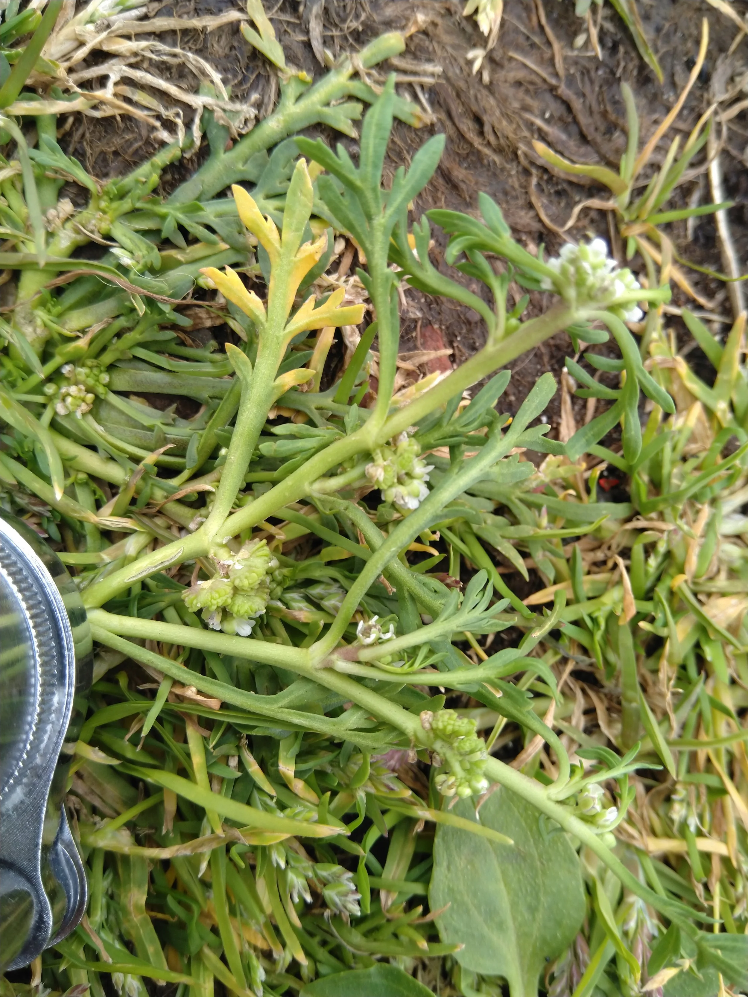   Lepidium coronopus NS5864 9Aug25 MM  