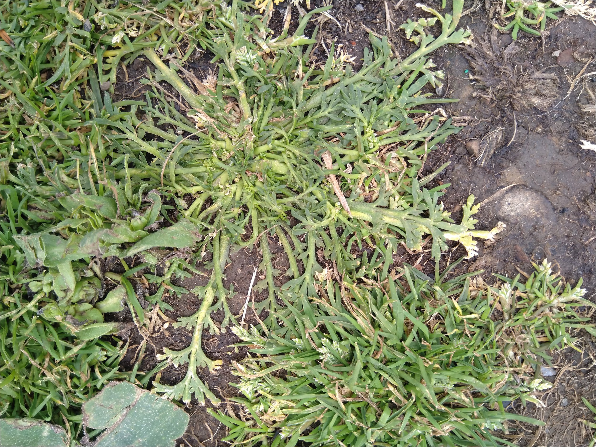   Lepidium coronopus NS5864 9Aug25 MM  