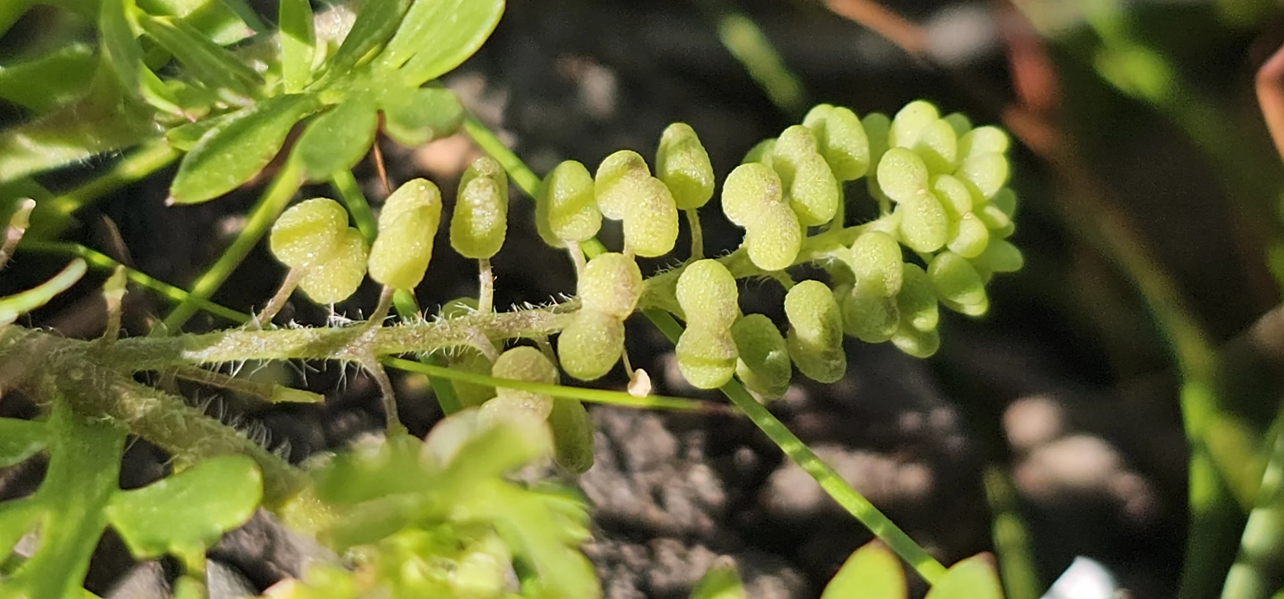  Close up of fruit and showing the hairy stem.   Lepidium didymium NS4369 vc76 18Jul25 AW  