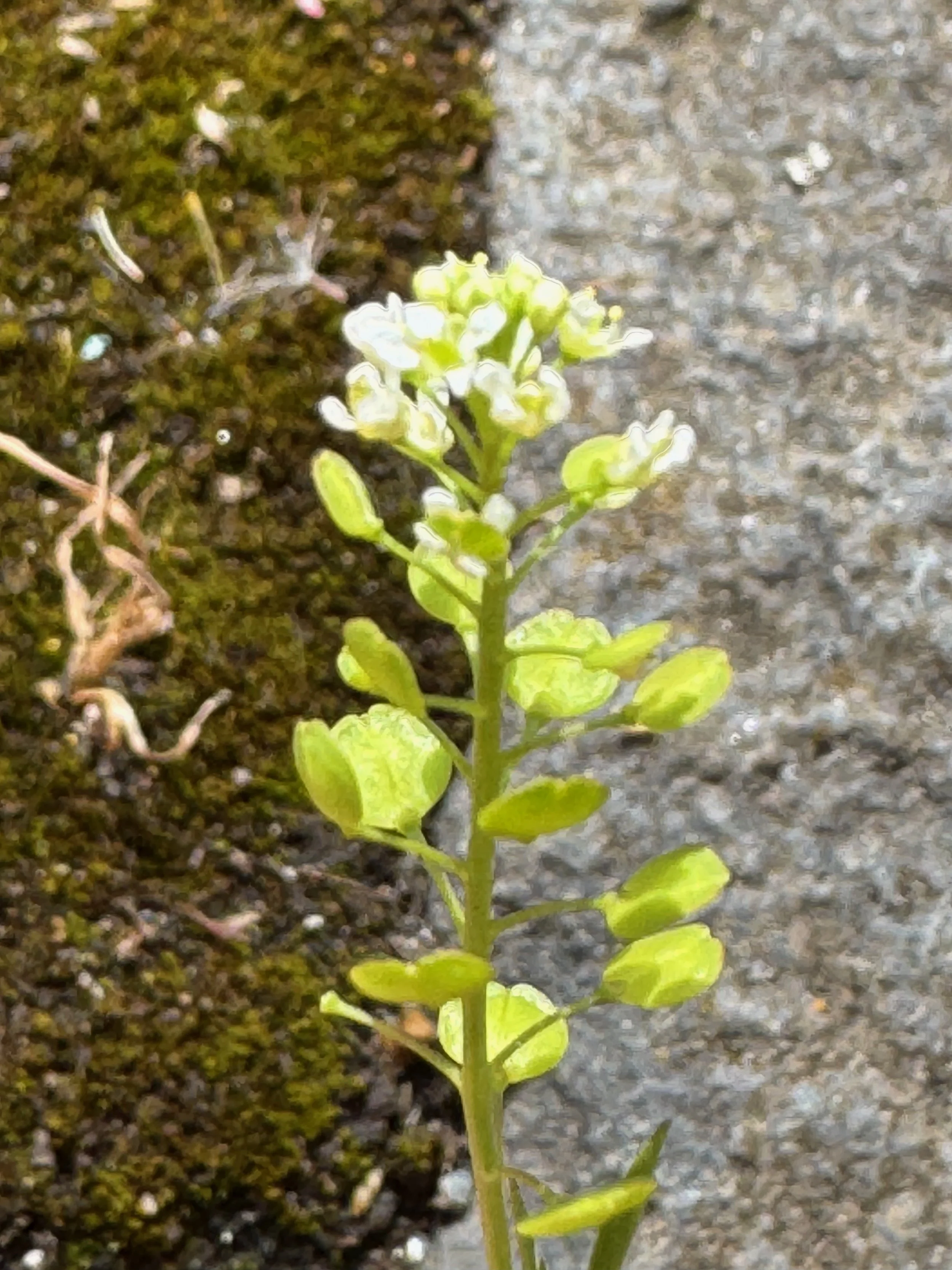   Lepidium virginicum NS7365 5Aug25 PW  