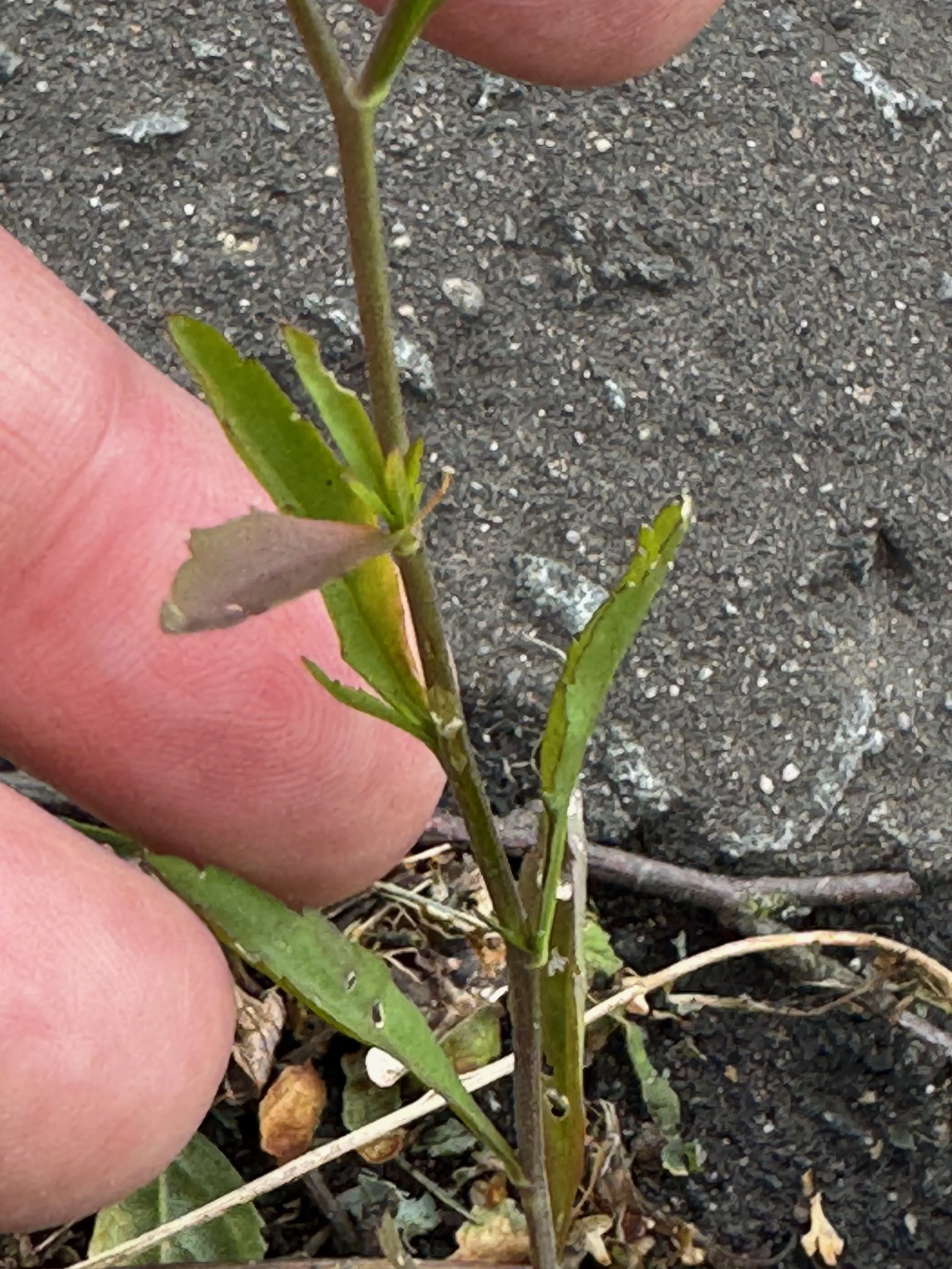   Lepidium virginicum NS7365 5Aug25 PW  