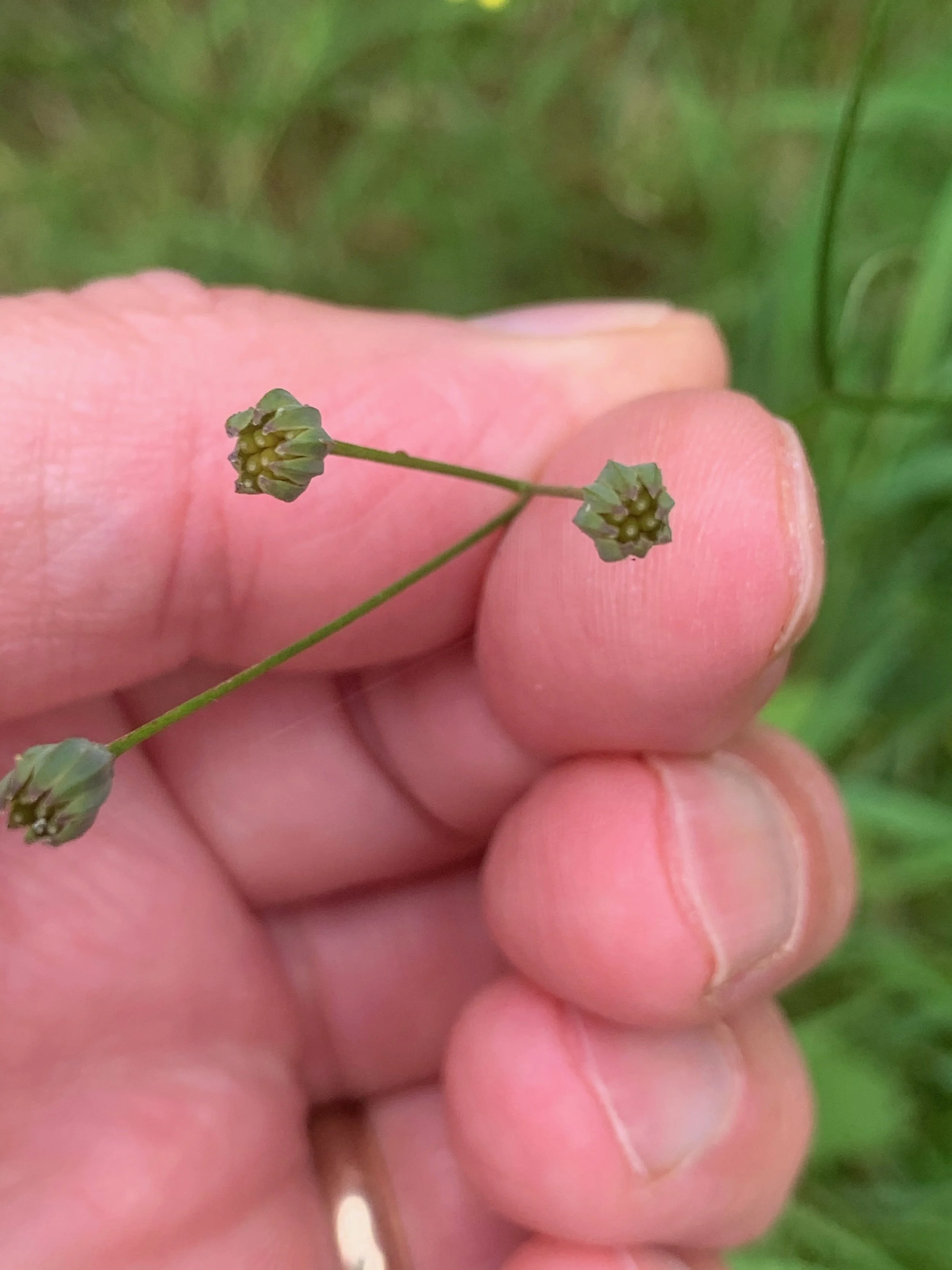  There are no hairs (papas) with the seeds and the fruiting head reminds me of a DIN plug from an old Hi-Fi.   Lapsana communis NS7163 14Aug2019 PW  