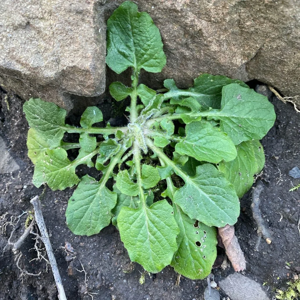  The basal rosette leaves are distinctive.   Lapsana communis NS6860 3Mar26 iRecord Stuart McMillan  