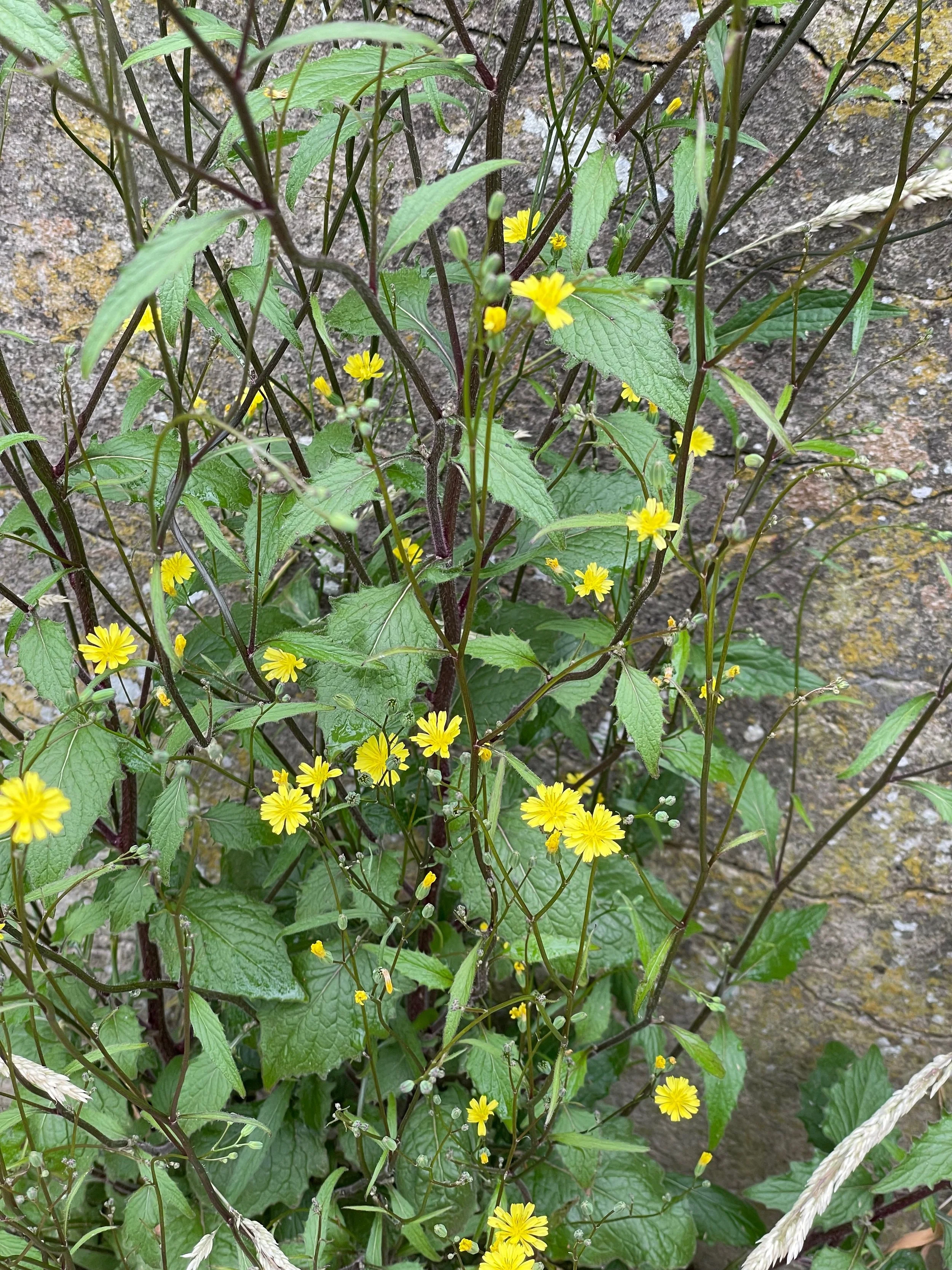  The dark purplish thin stems and pale yellow, neat, small flowers is distinctive.    Lapsana communis NS5858 23Jun23 PW   