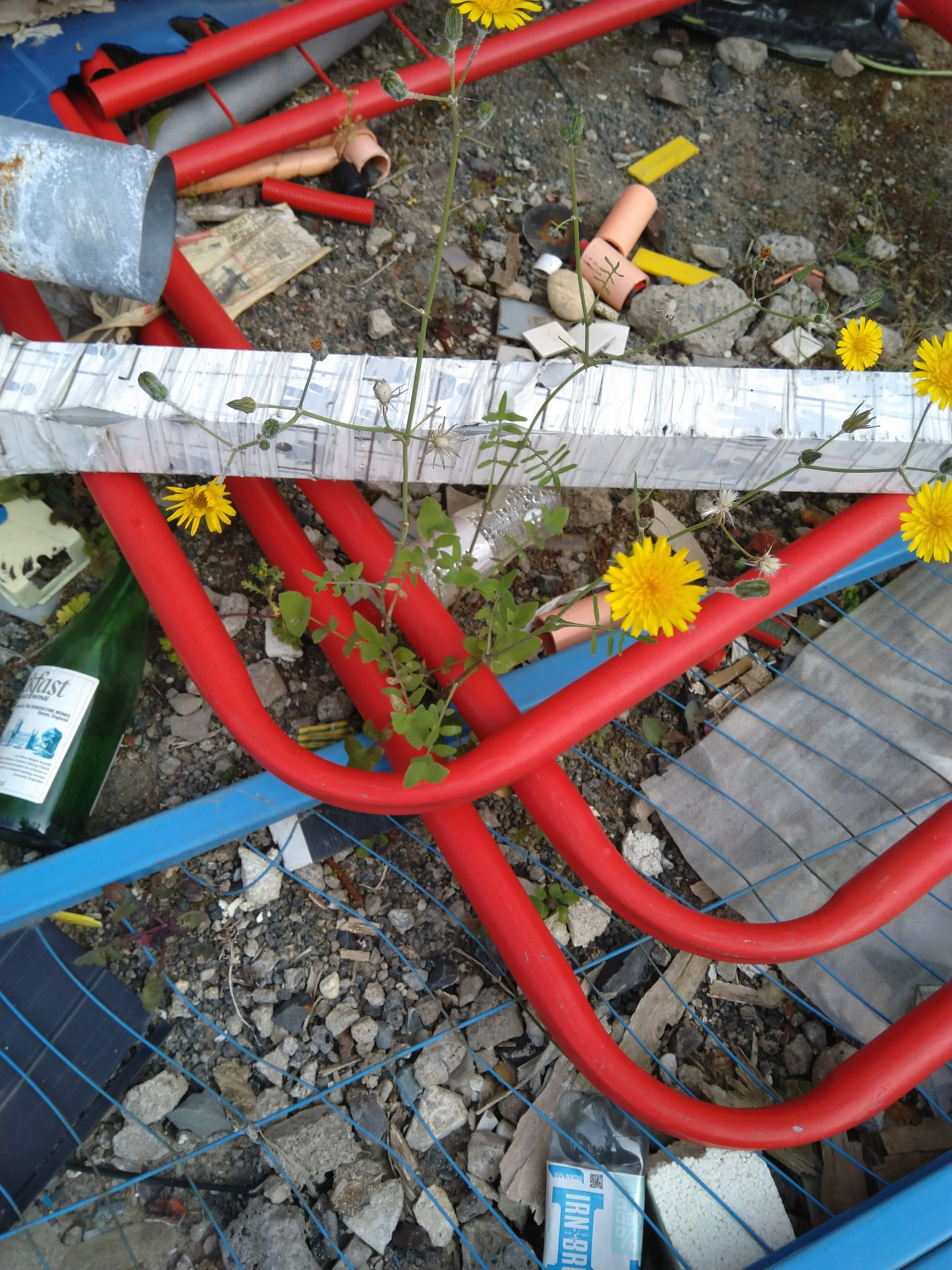 Sonchus tenerrimus NS5864 25Aug25 MM - 18.jpg