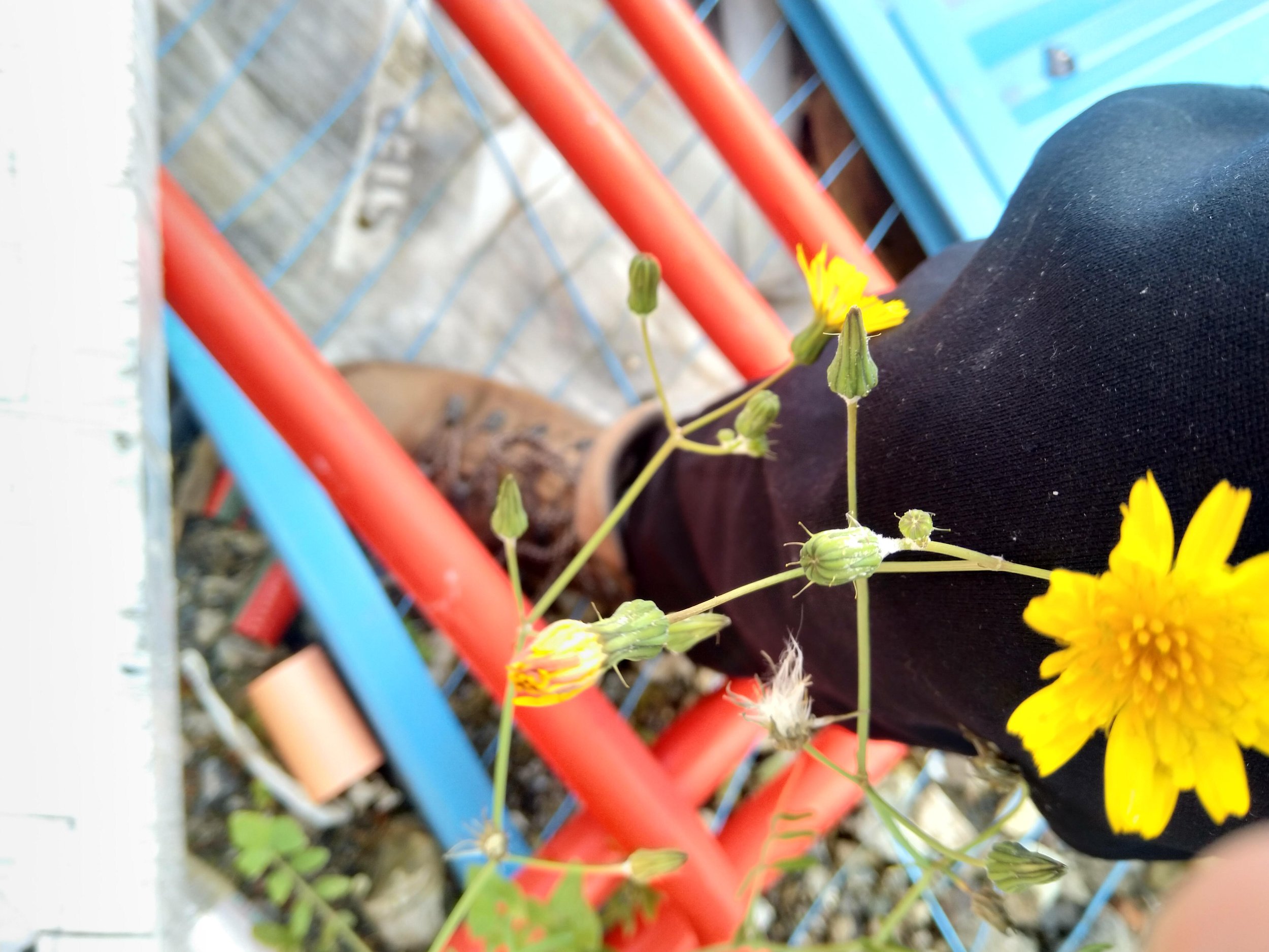   Sonchus tenerrimus NS5864 25Aug25 MM  