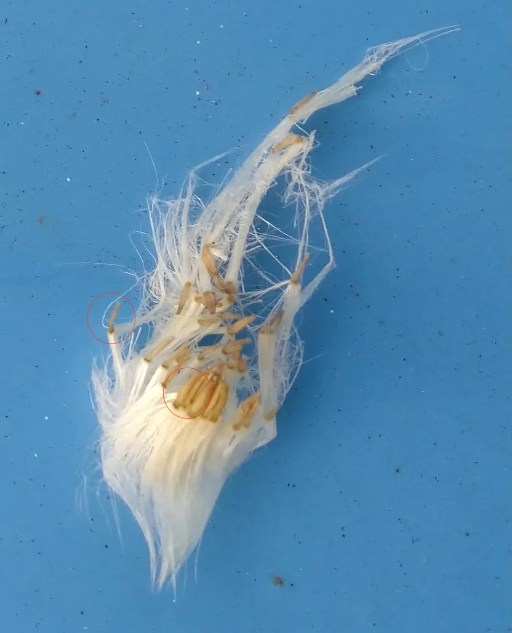  It is clear that the achenes are flattened which is a feature of  Sochus  separating from  Crepis .    Sonchus tenerrimus NS5864 25Aug25 MM  