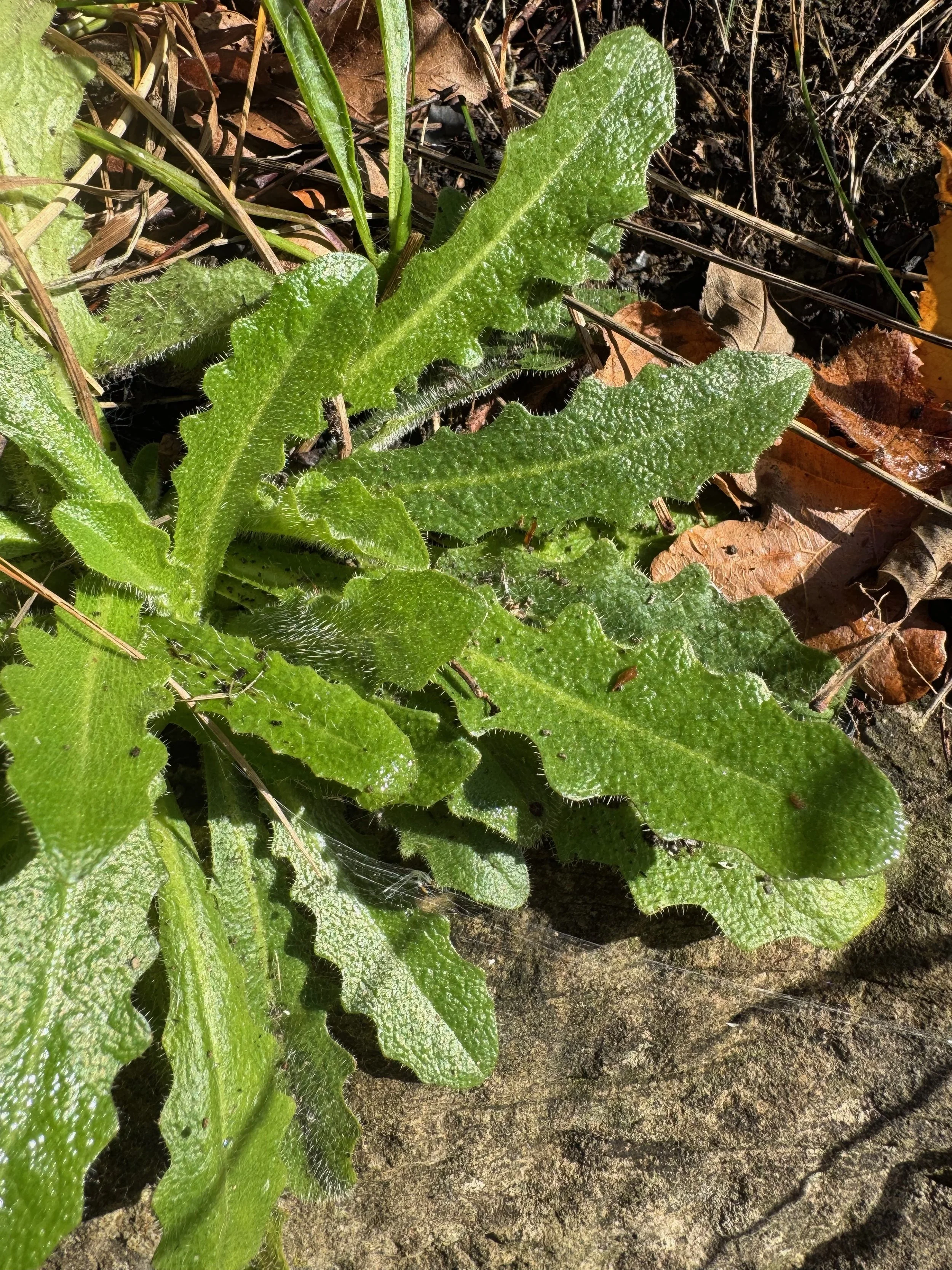   Hypochaeris radicata  NS6459 23Oct25 PW  