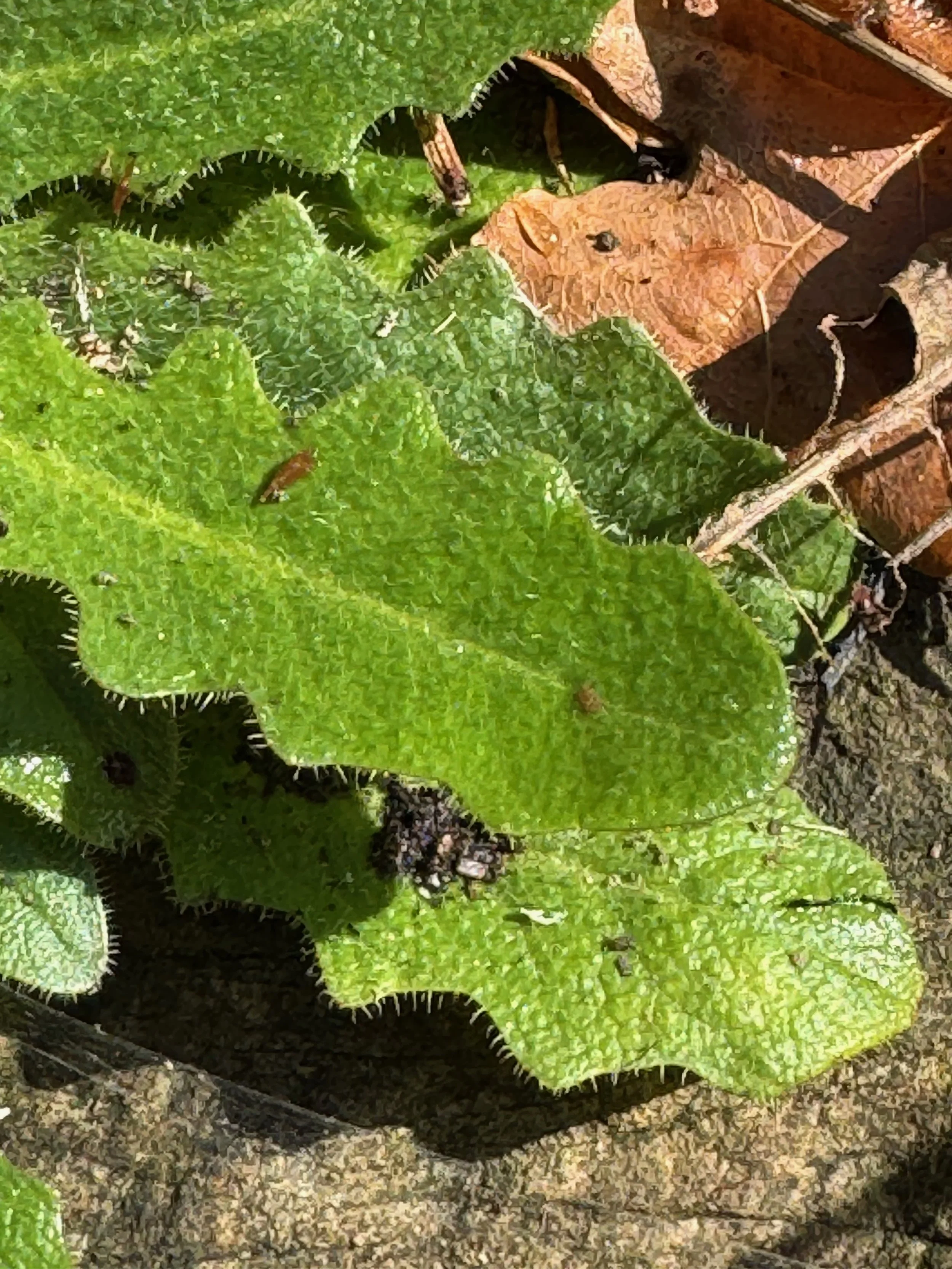   Hypochaeris radicata  NS6459 23Oct25 PW  