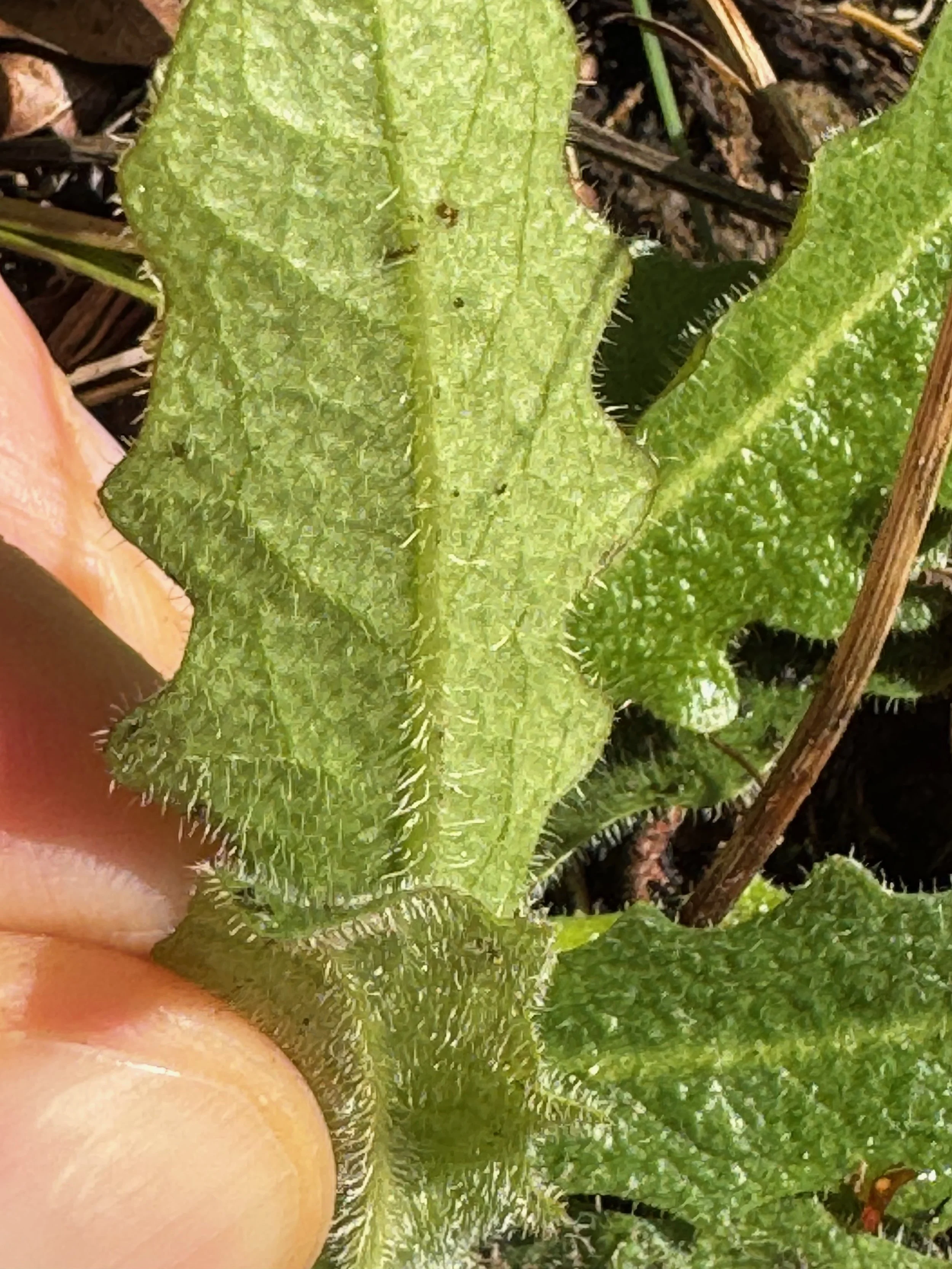   Hypochaeris radicata  NS6459 23Oct25 PW  