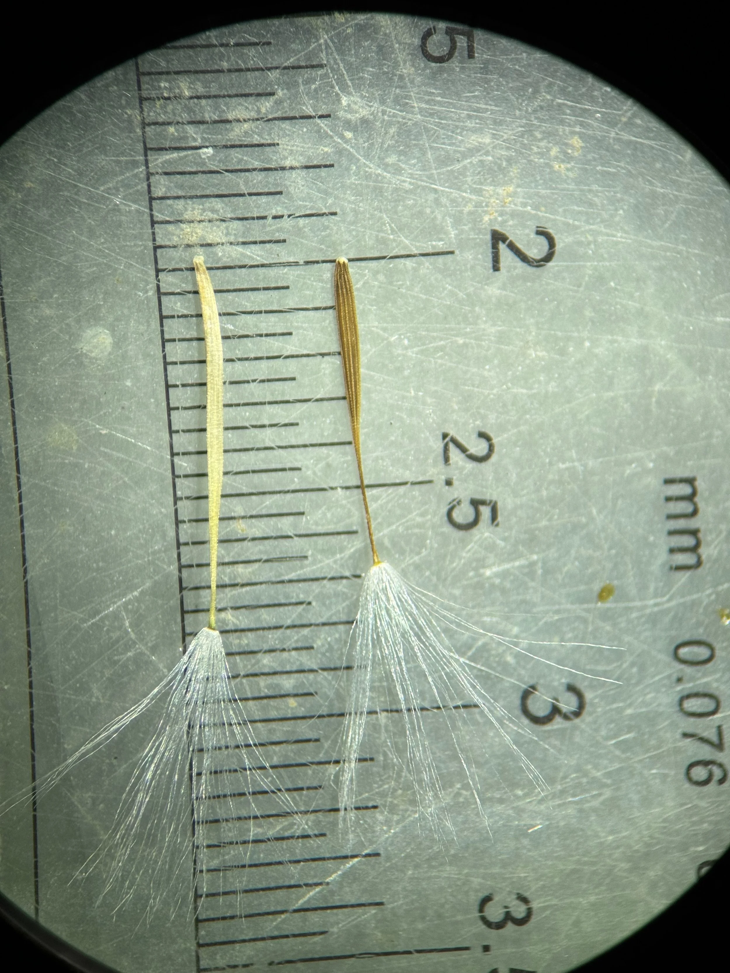  An immature seed on the left and a mature one on the right showing the beak.   Crepis vesicaria NS5466 31May24 PW  