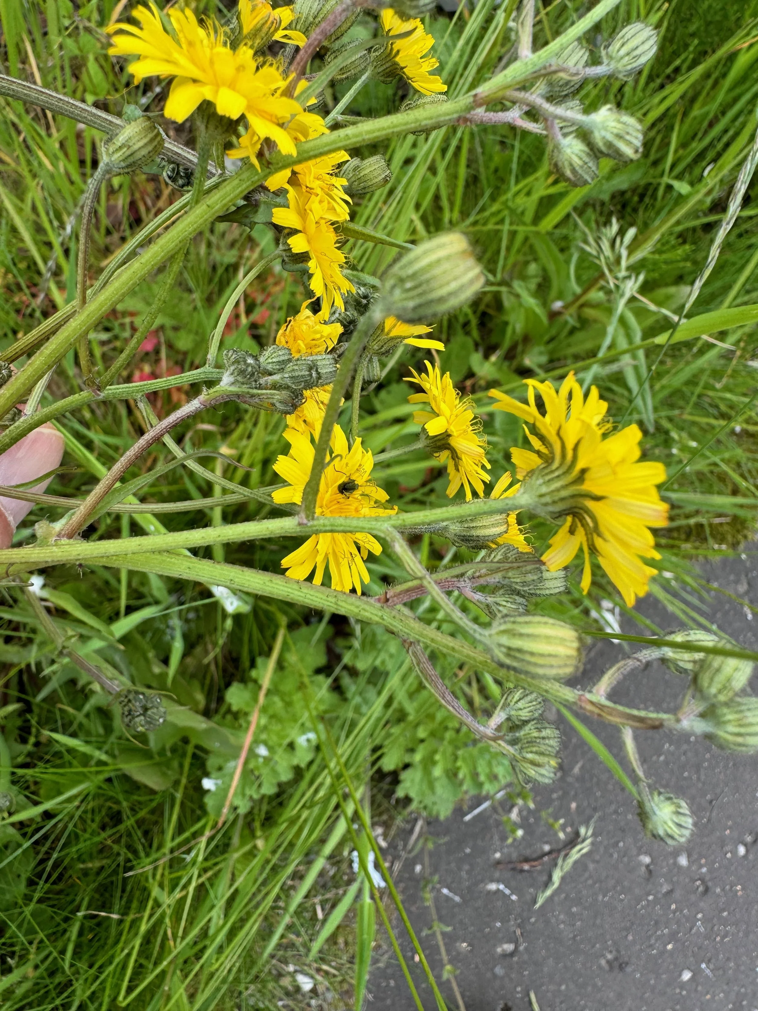   Crepis vesicaria NS5466 31May24 PW  
