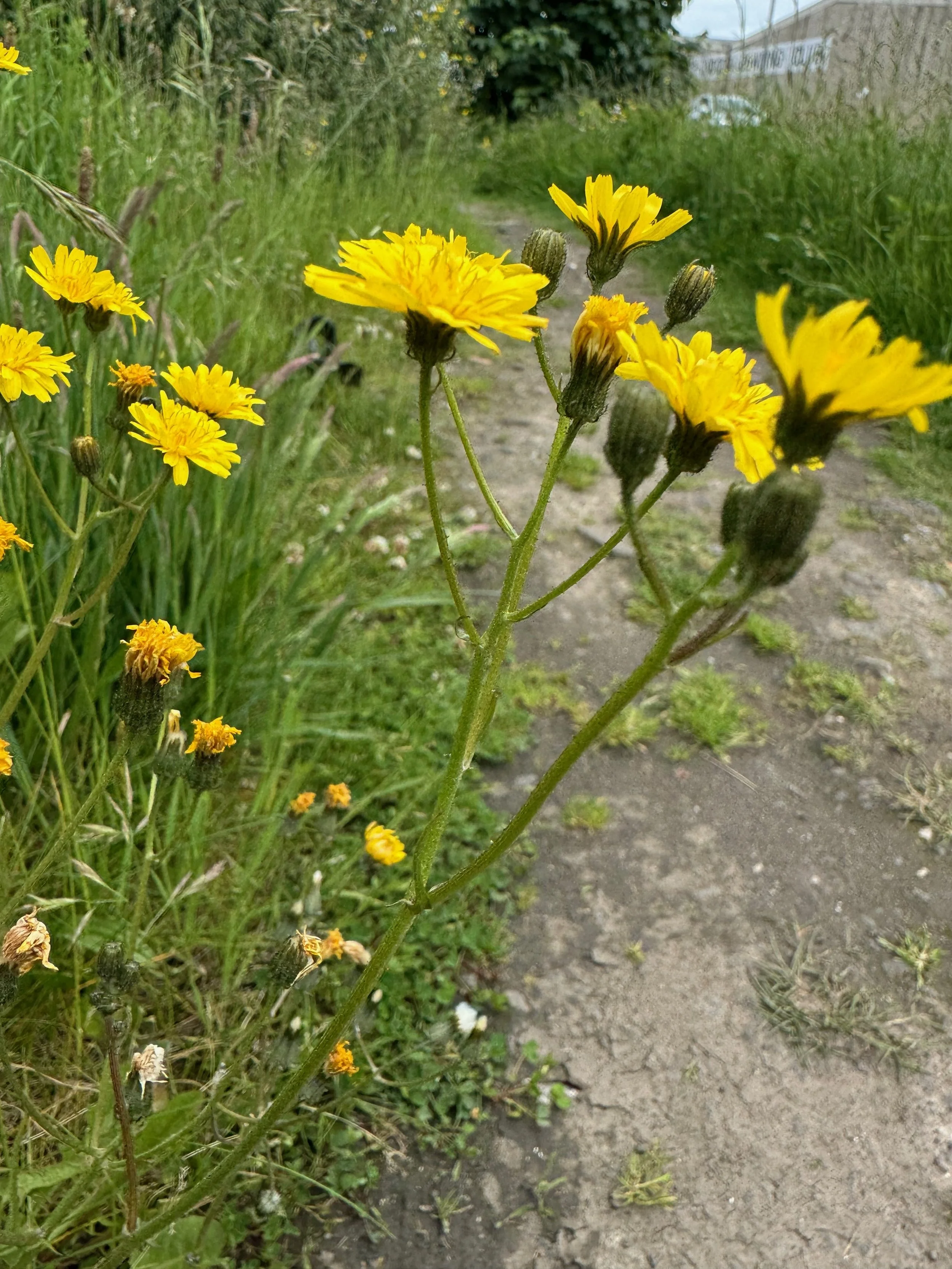   Crepis vesicaria NS5466 31May24 PW  