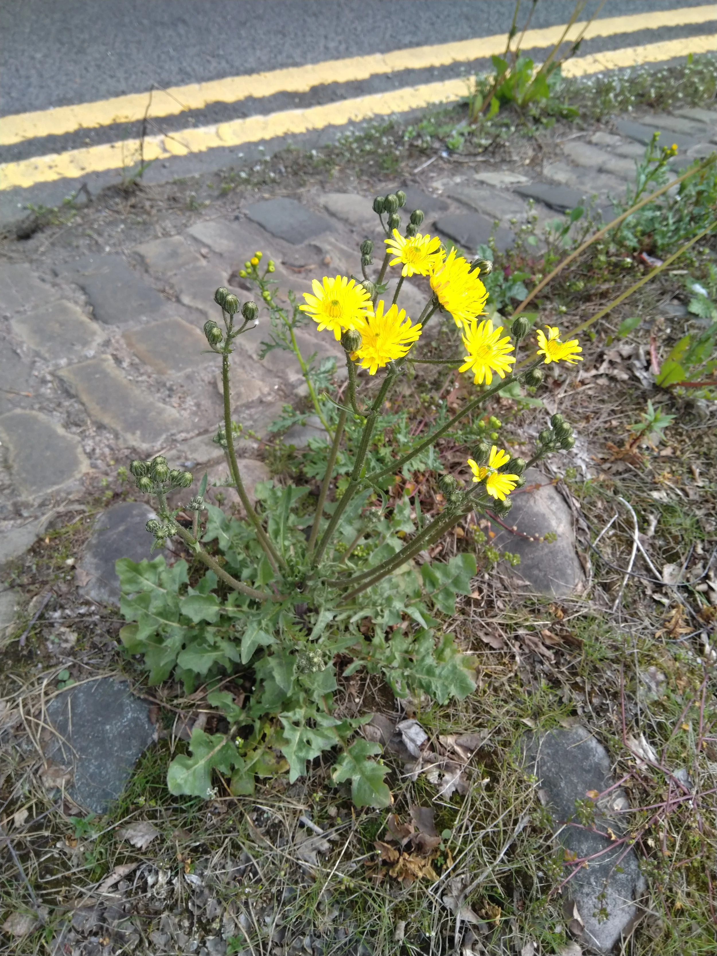   Crepis vesicaria NS5667 1May25 MM  