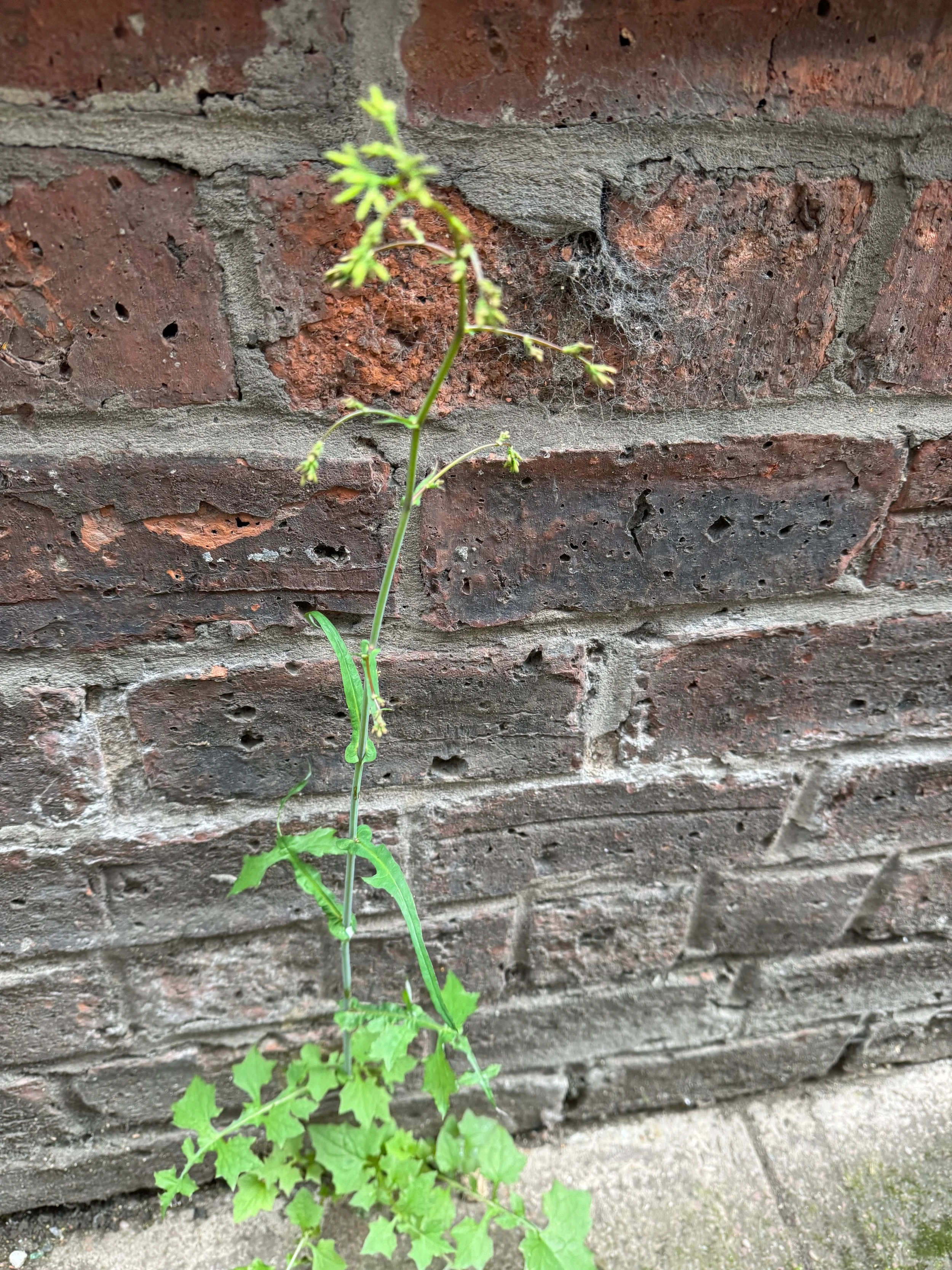   Mycelis muralis NS5865 24Jun24 PW  