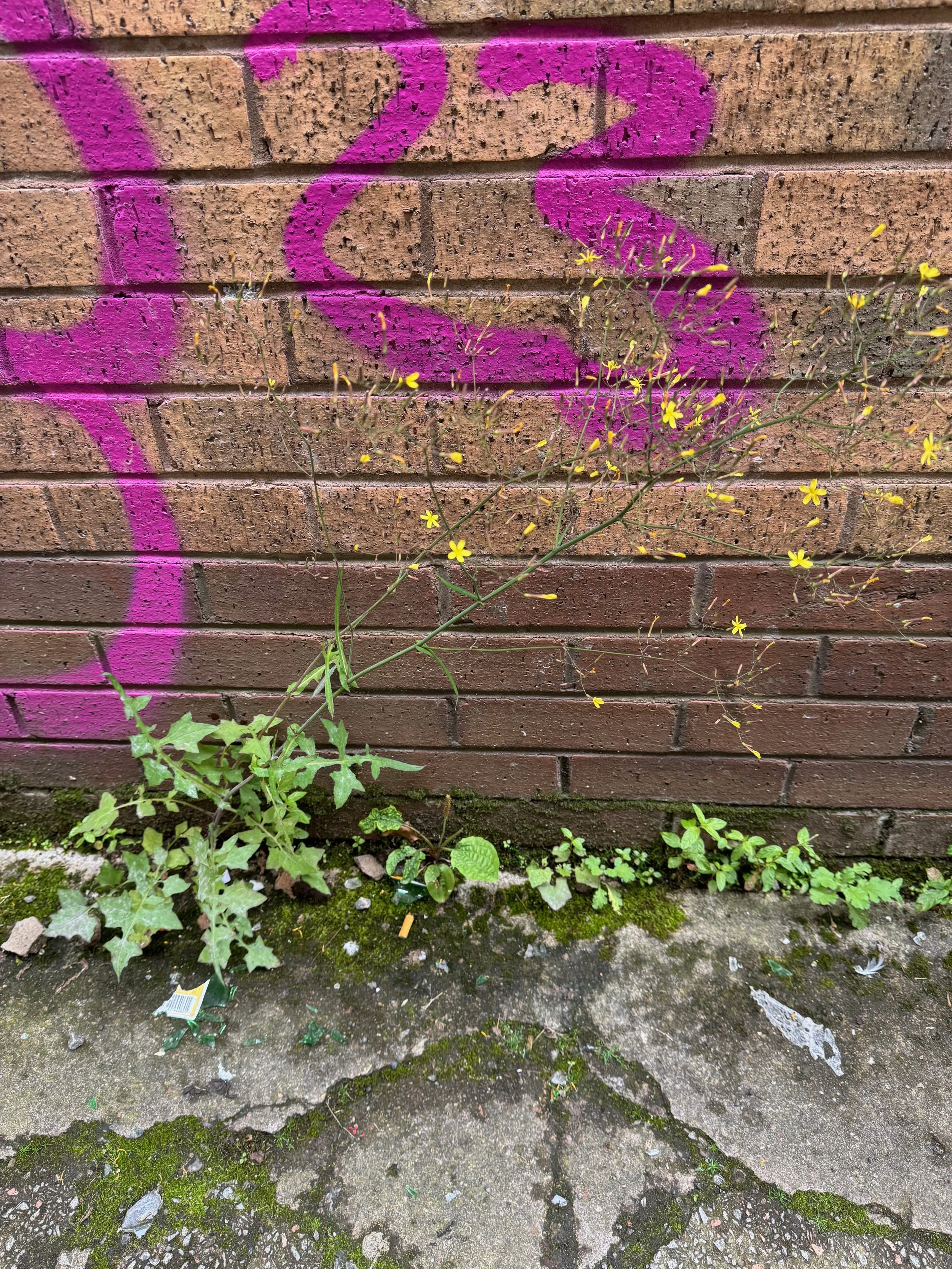   Mycelis muralis NS5865 24Jun24 PW  