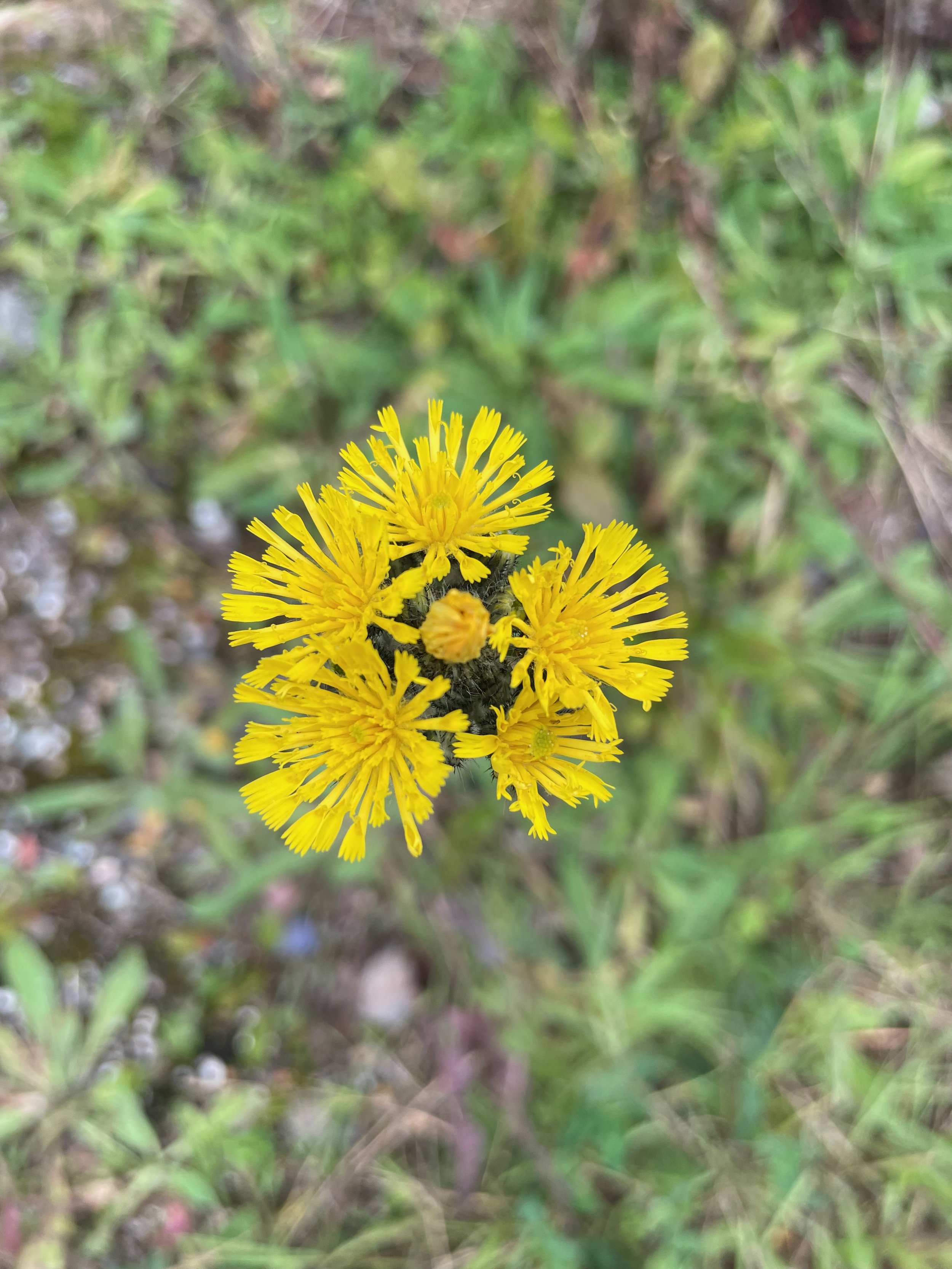 The clustered head.   Pilosella caespitosa NS5769 20Aug23 PW   