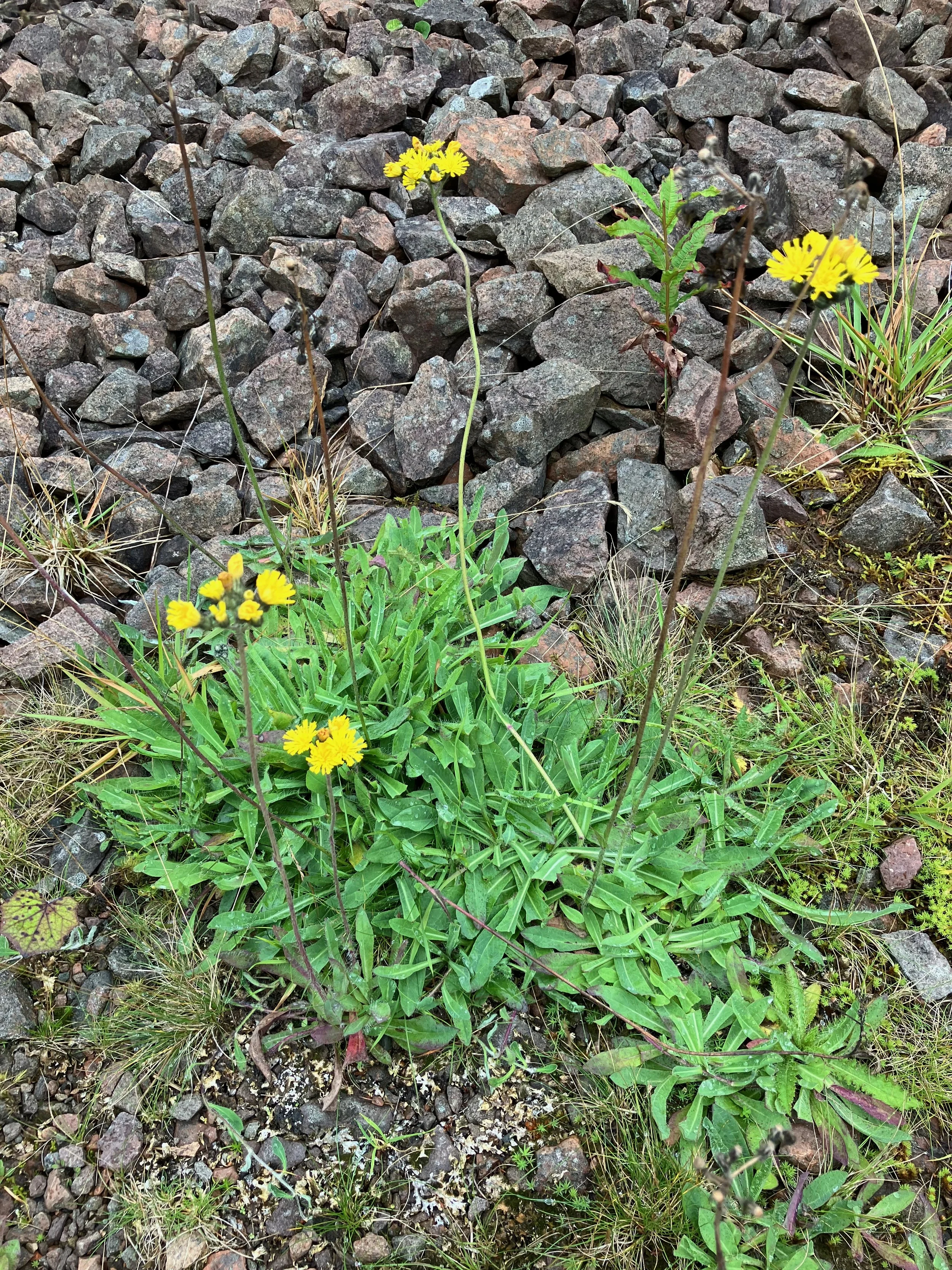   Pilosella caespitosa NS8753 05Aug24 MP  