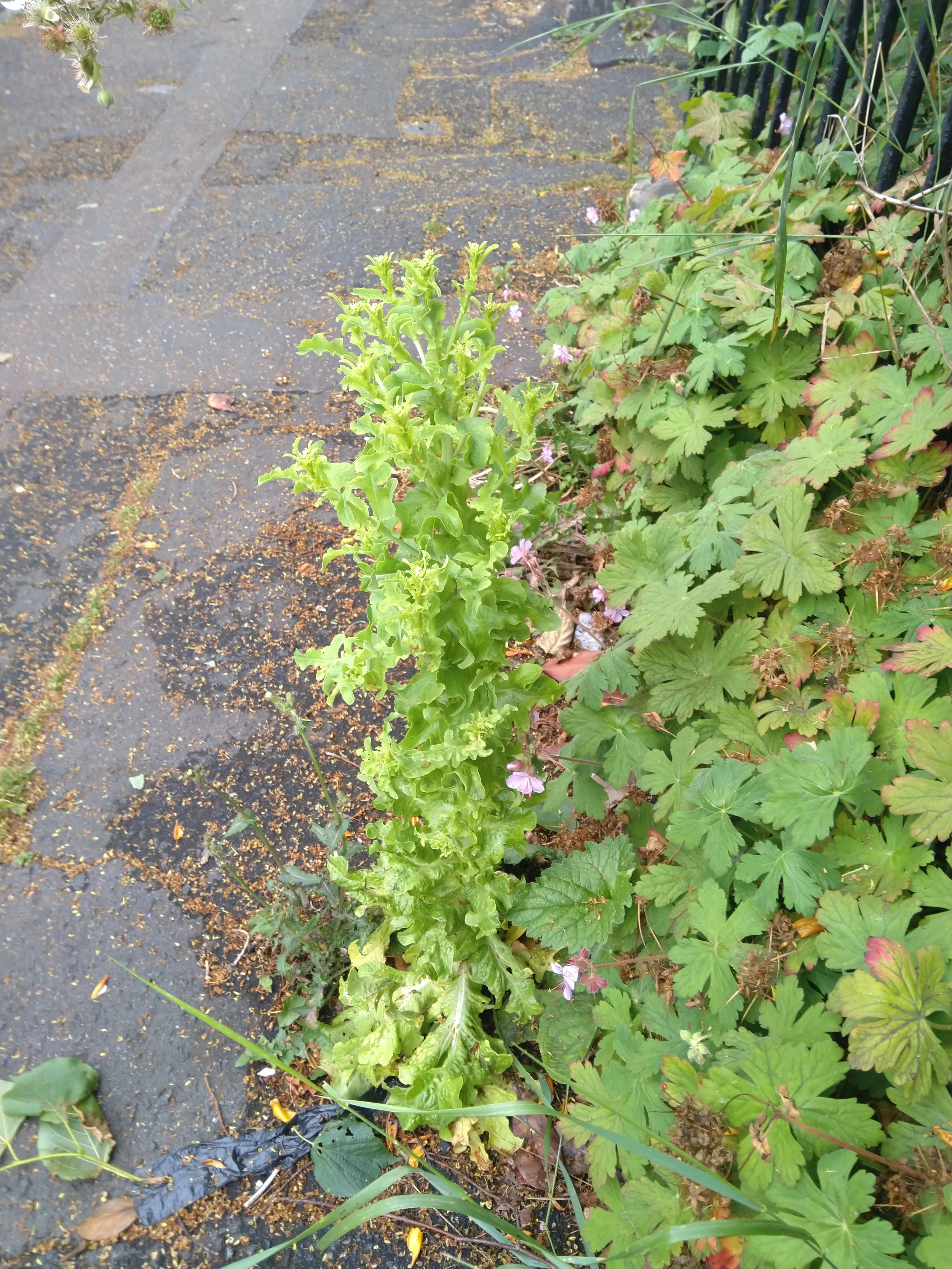   Lactuca sativa NS5666 5Jul25 MM  