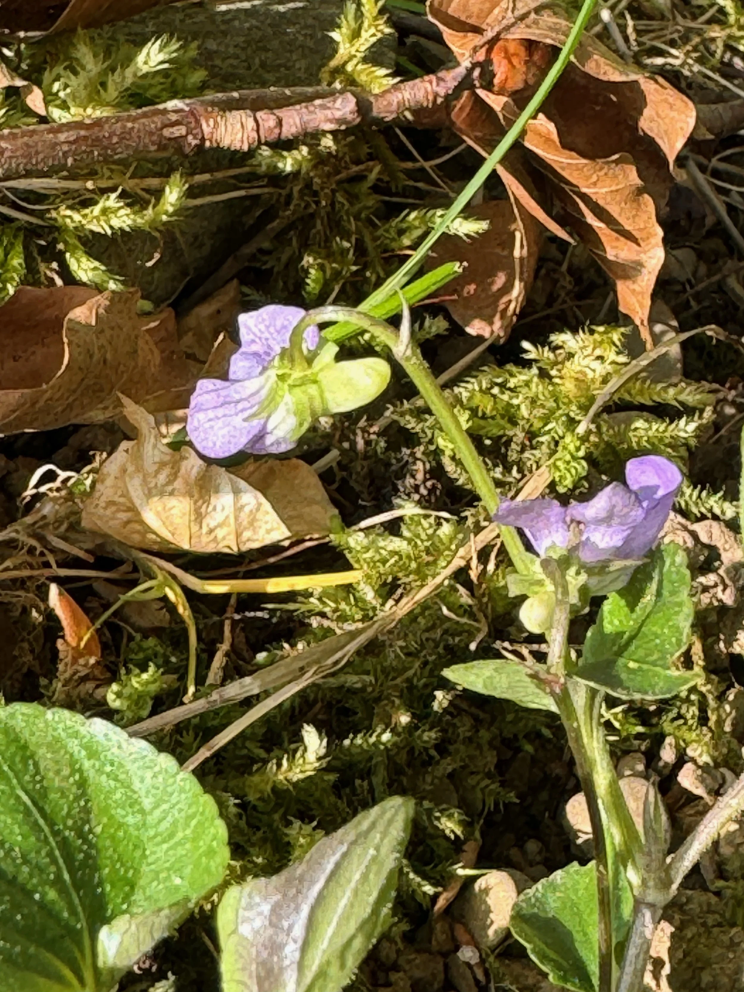   Viola canina NS8037 3May2024 PW   