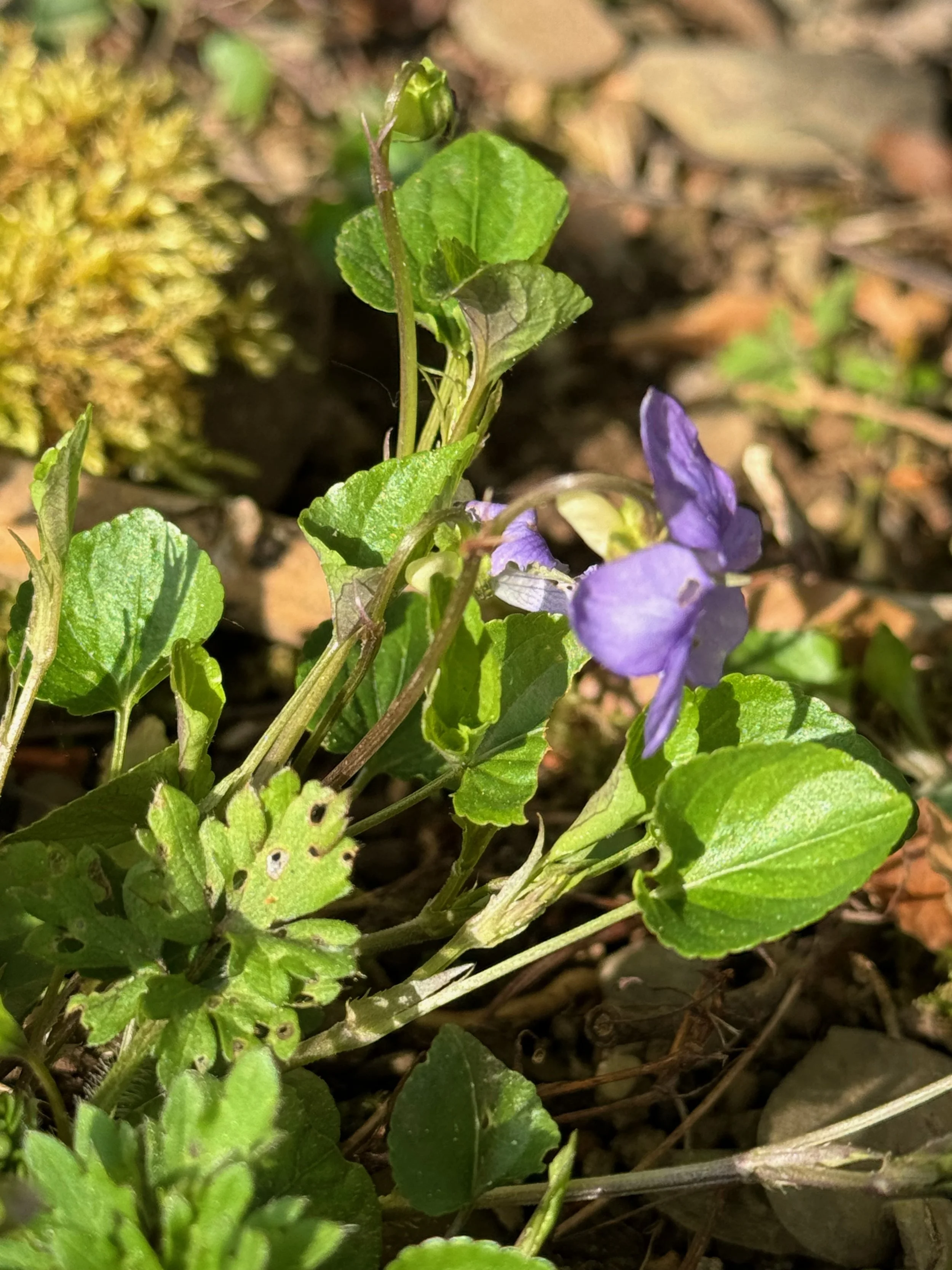   Viola canina NS8037 3May2024 PW   