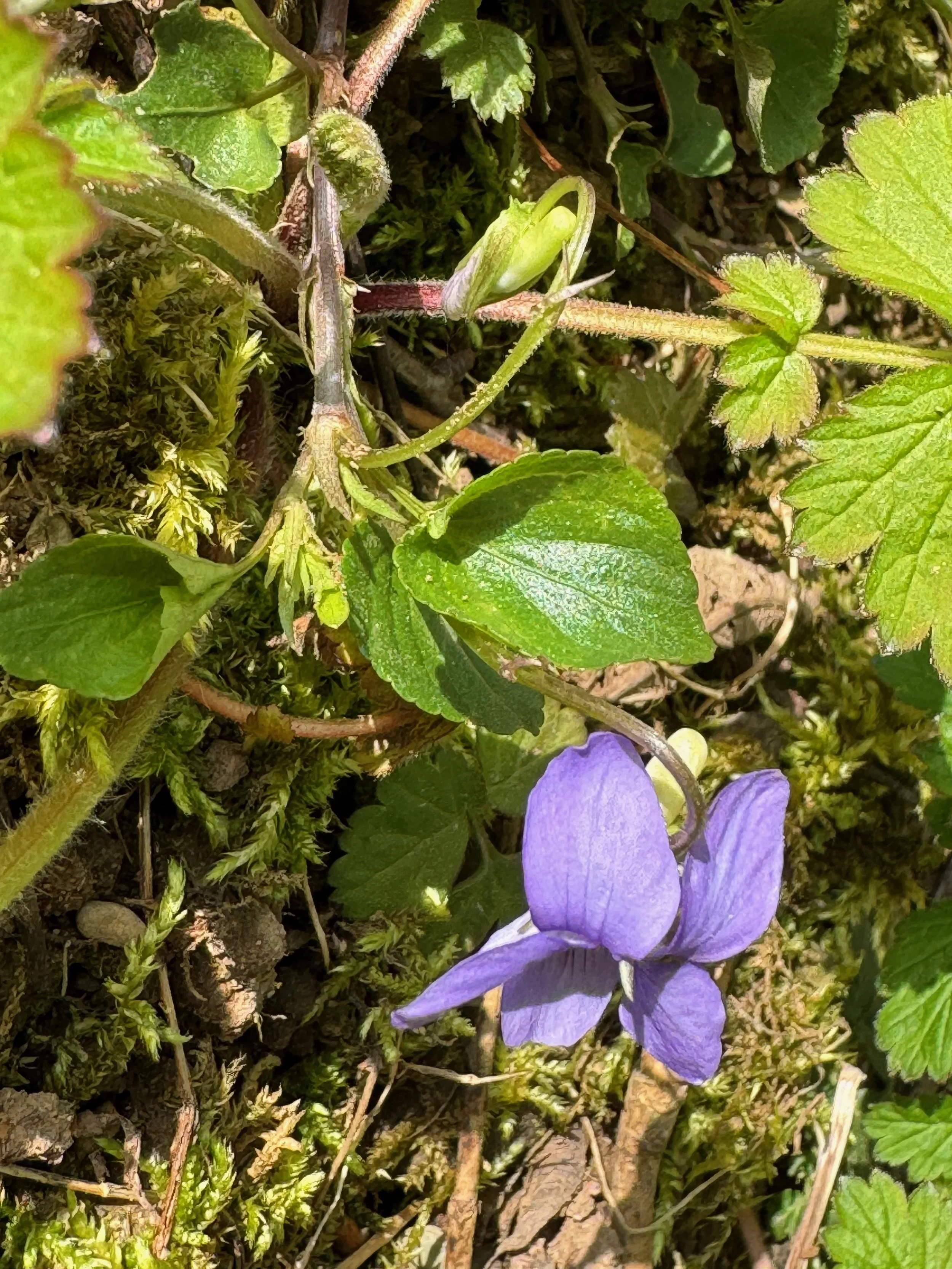   Viola canina NS8037 3May2024 PW   