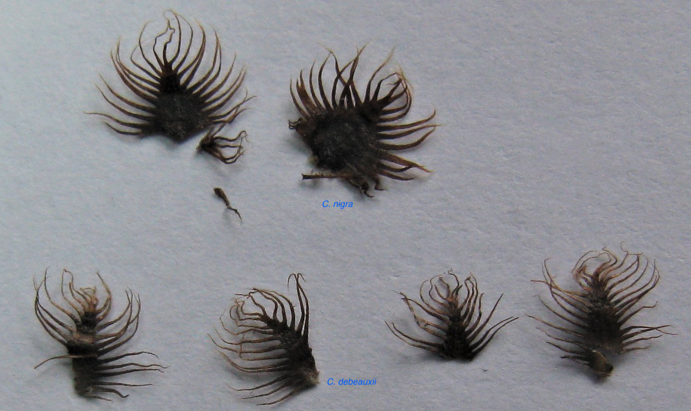  Showing the difference in the phyllaries.  Sarah Longrigg 2025 