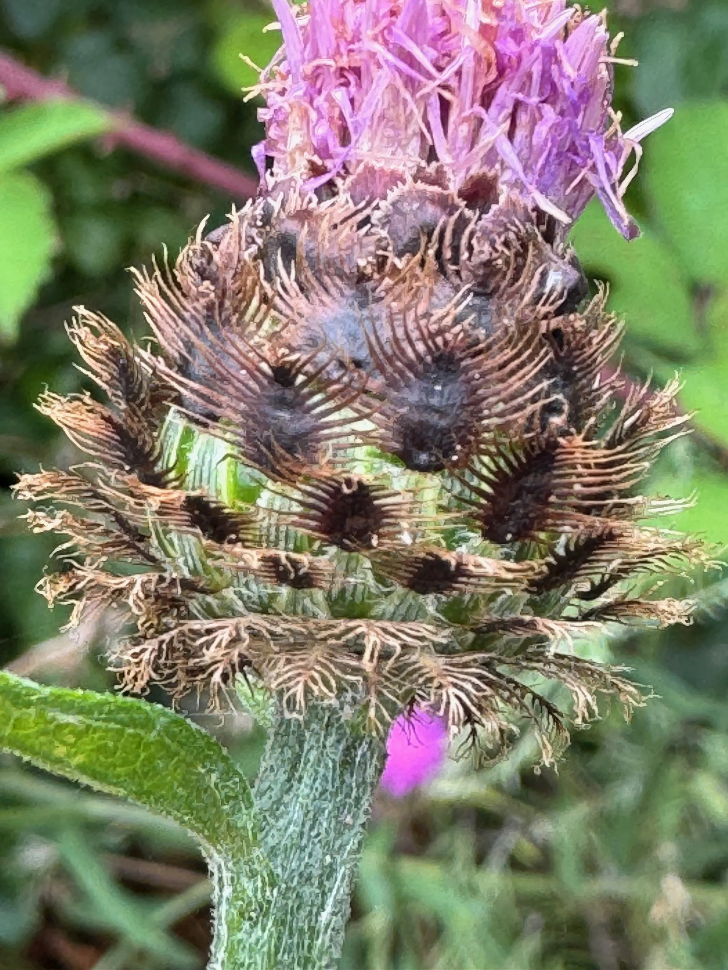 Showing the central undivided part of each phyllary ovate in shape.   Centaurea nigra NS7053 24Aug25 PW  