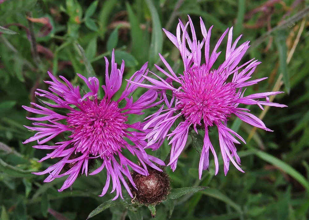   Centaurea nigra NS5869 25Jun23 DS   
