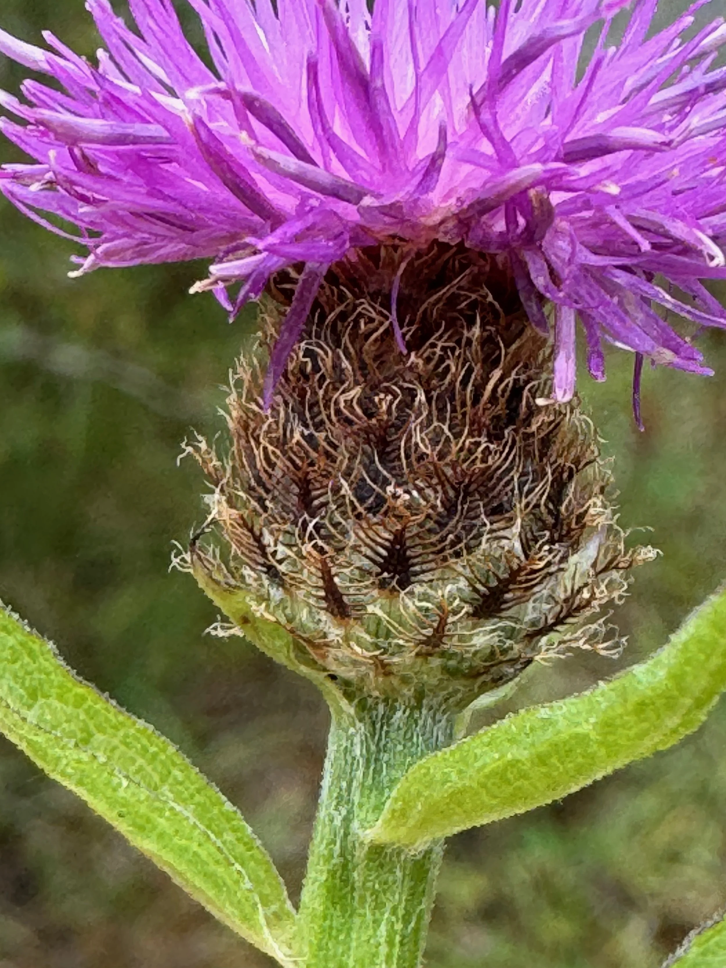   Centaurea debeauxii NS7053 24Aug25 PW  