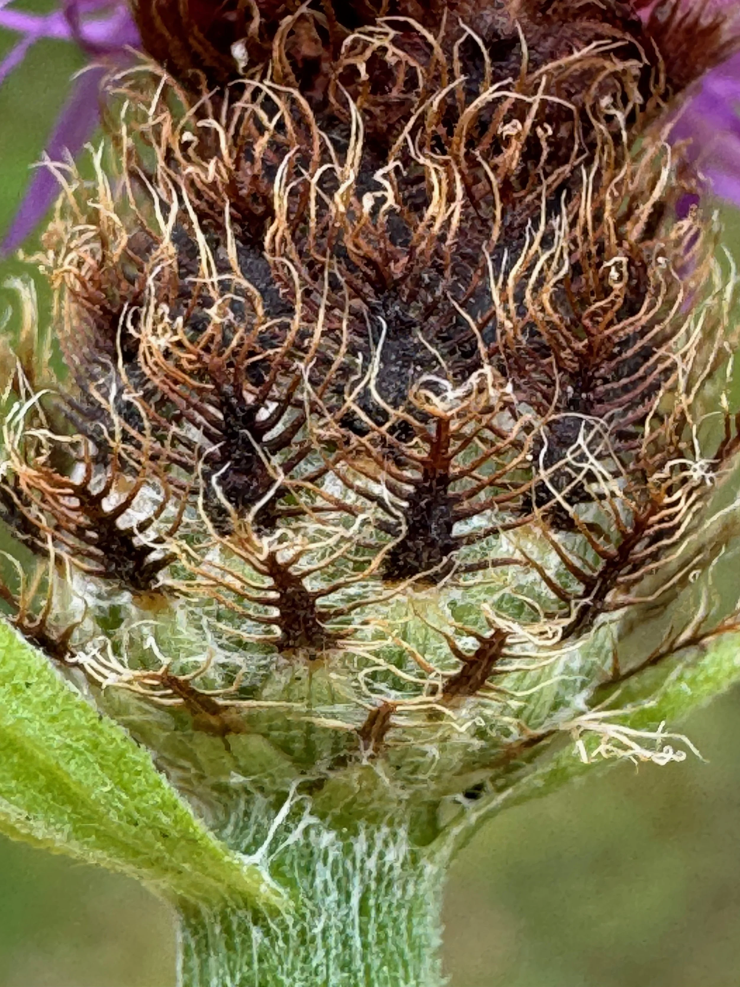  Showing the narrower, lanceolate central undivided section of the phyllary.   Centaurea debeauxii NS7053 24Aug25 PW  