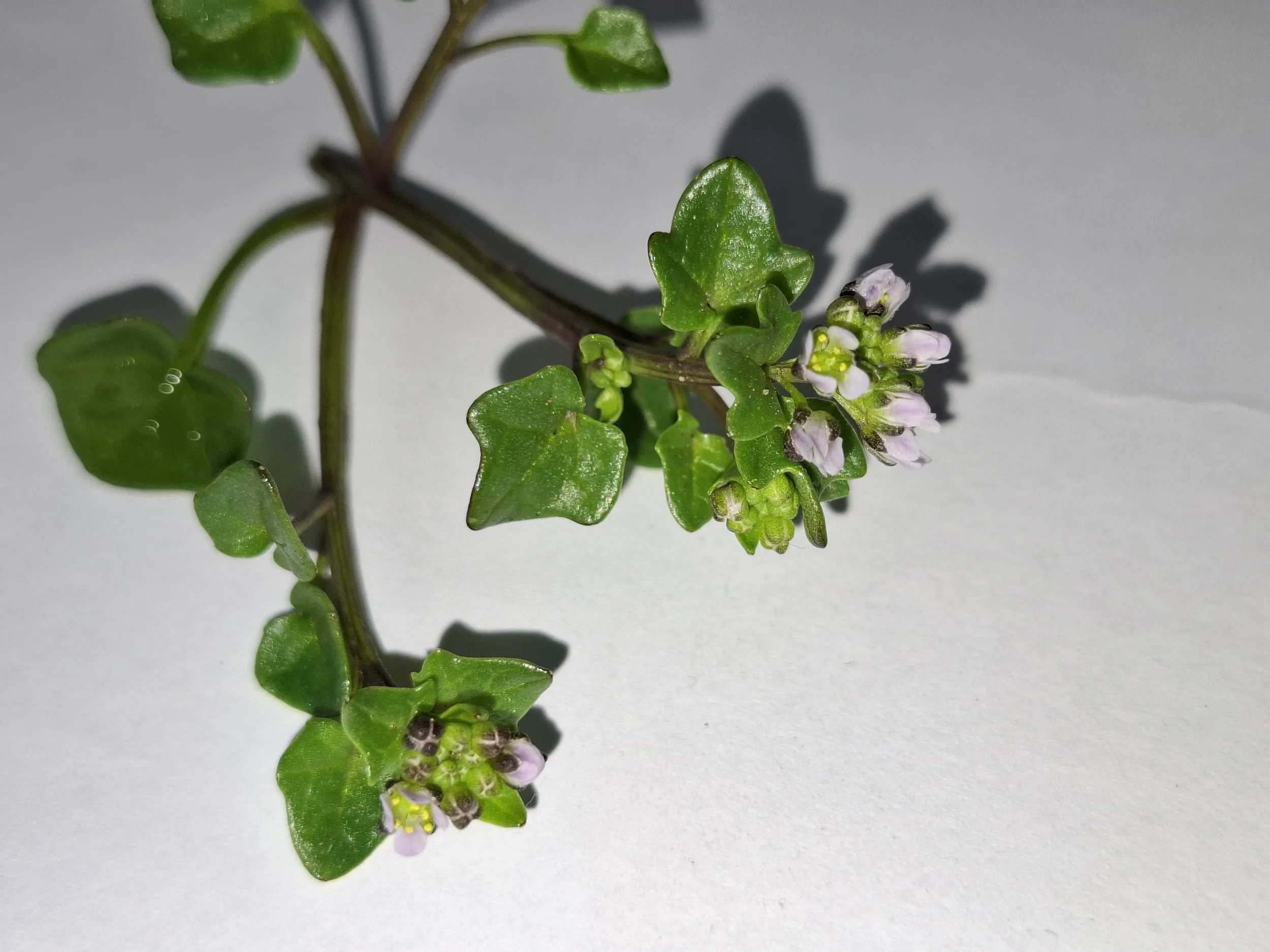   Cochlearia danica NS6254 31Mar26 DM  