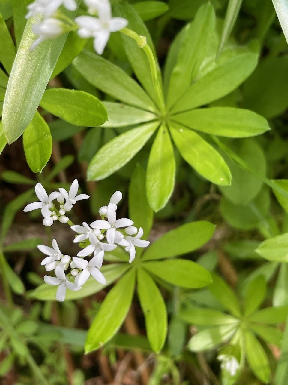   Galium odoratum NS7551 14May22 PW   
