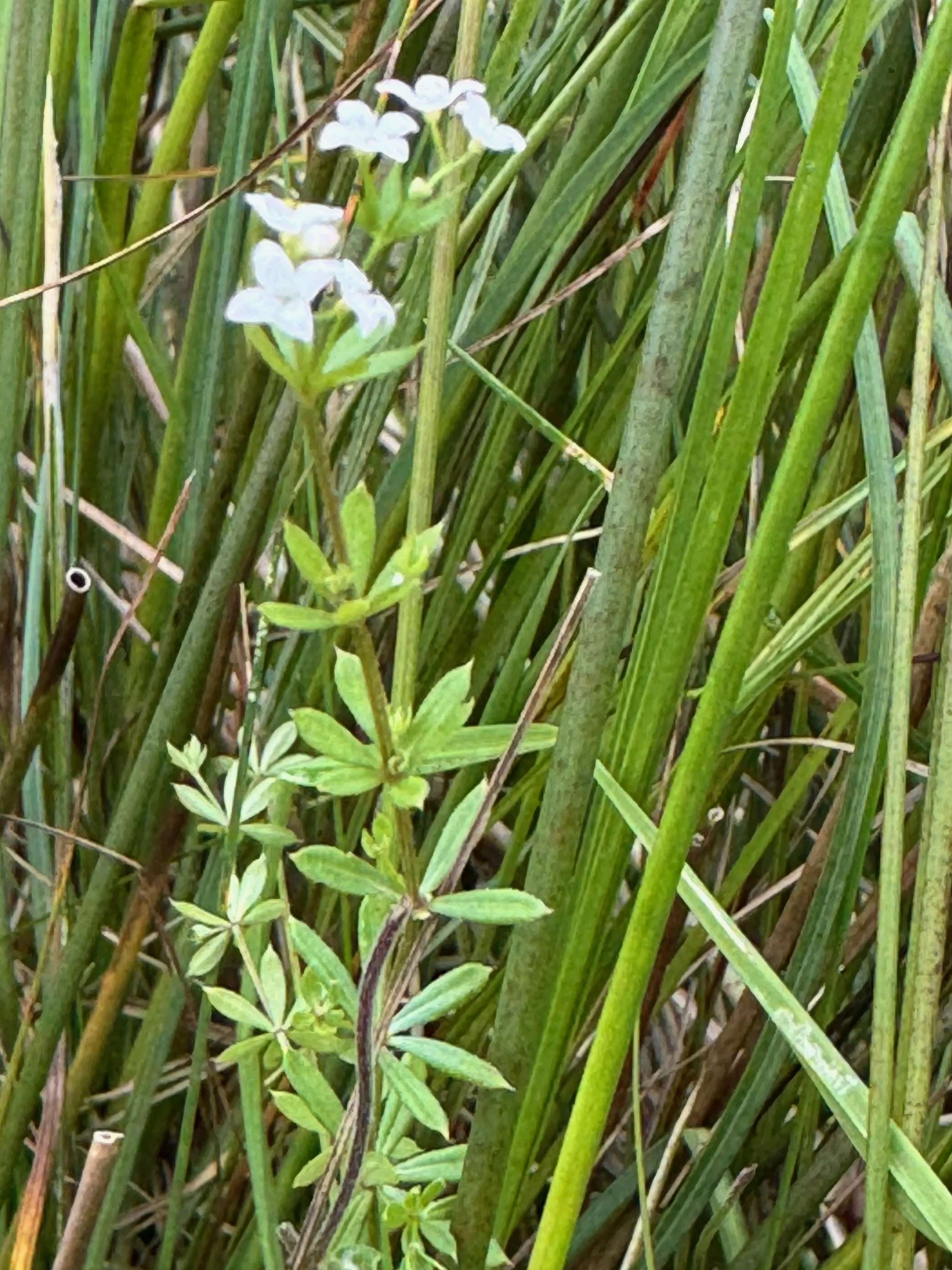   Galium uliginosum NS9814 15Aug25 PW  