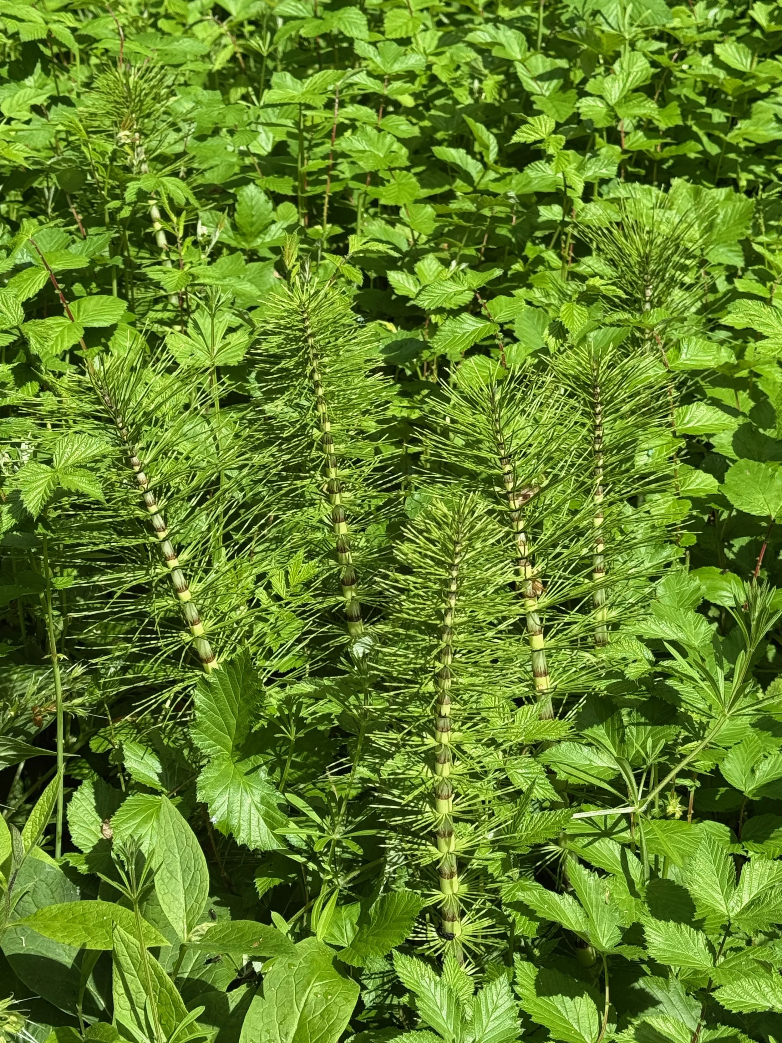   Equisetum telmateia NS6656 27May25 PW  