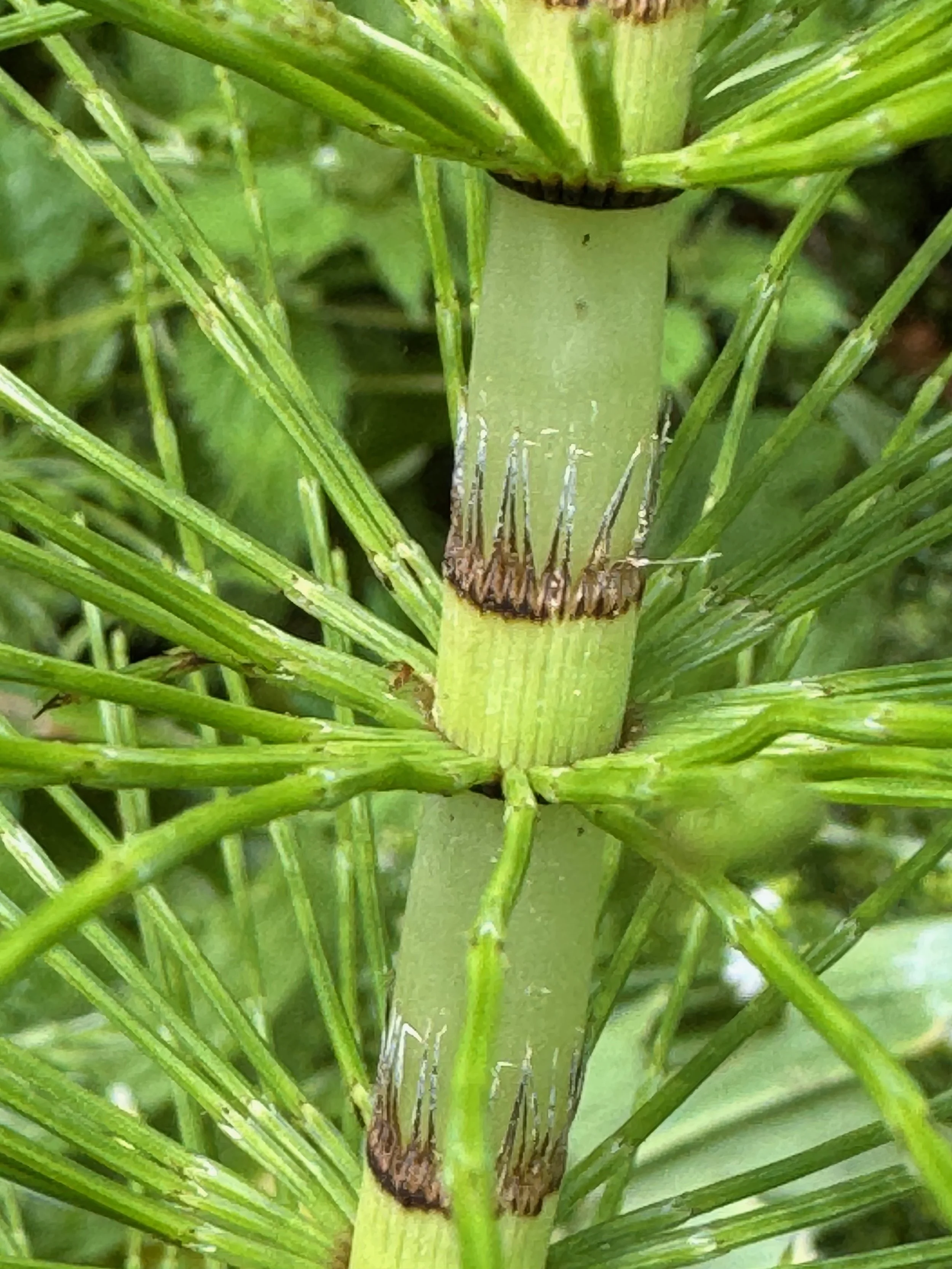   Equisetum telmateia NS6656 27May25 PW  