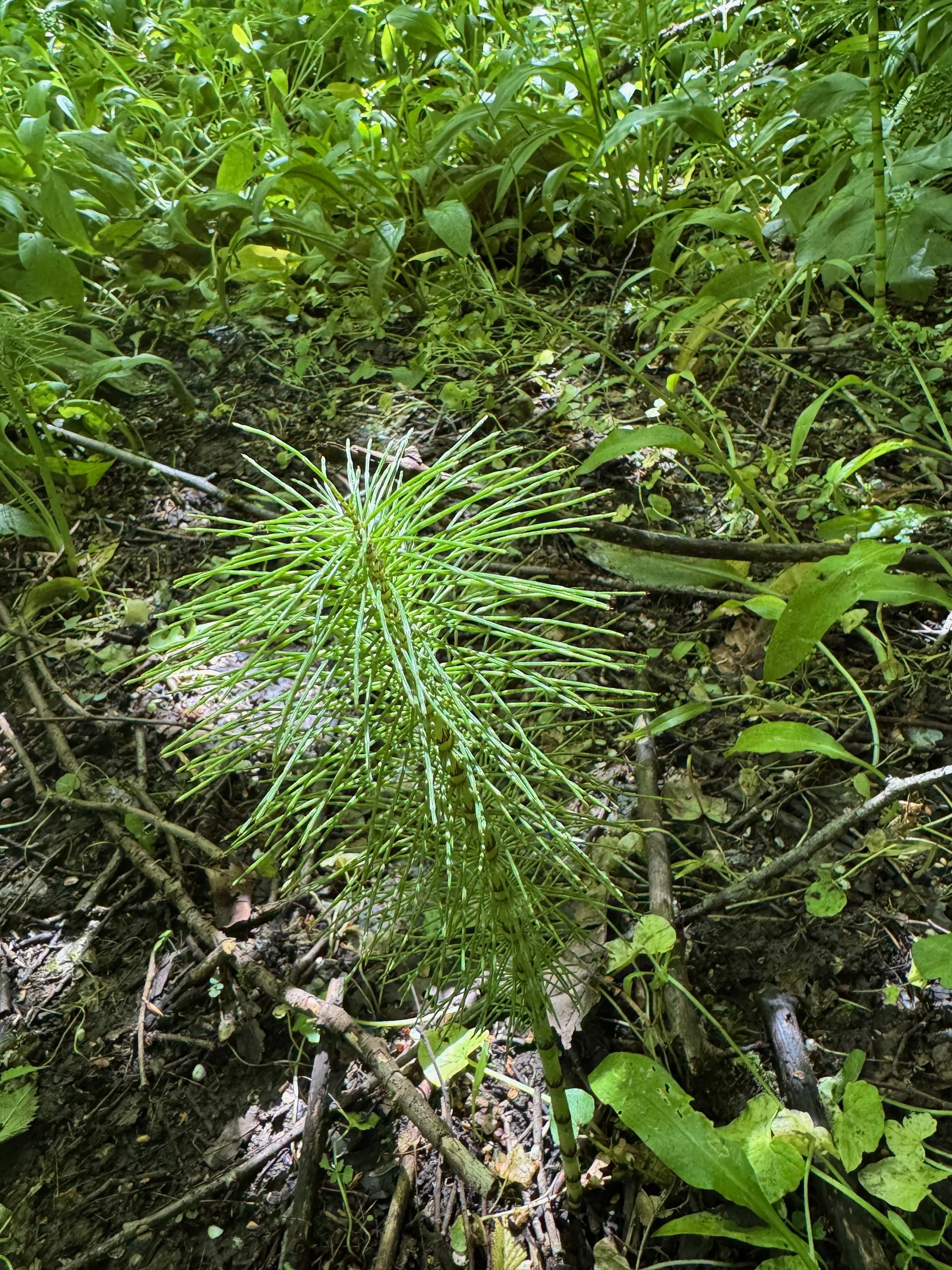   Equisetum telmateia NS6656 27May25 PW  