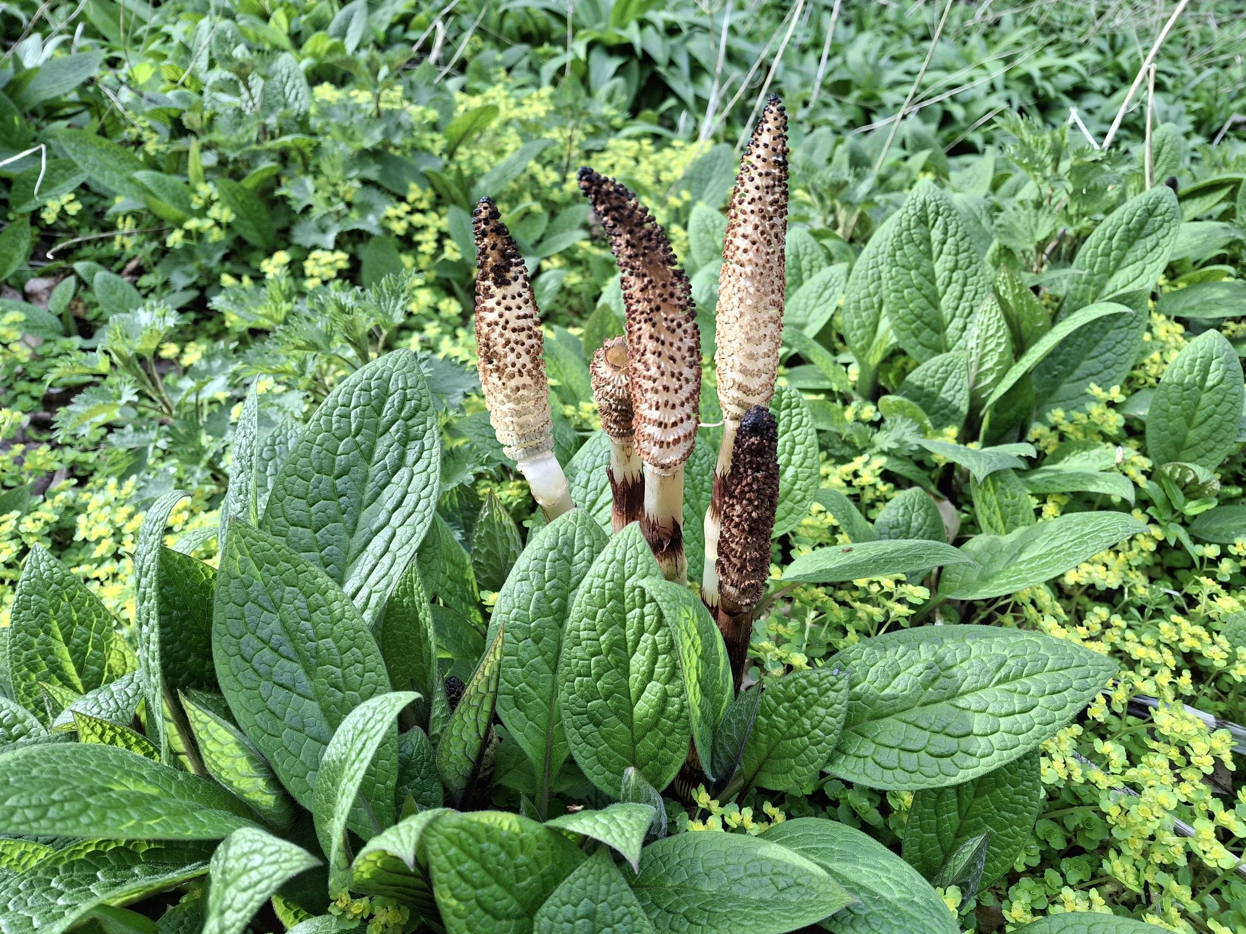   Equisetum telmateia NS6656 11Apr26 DC  