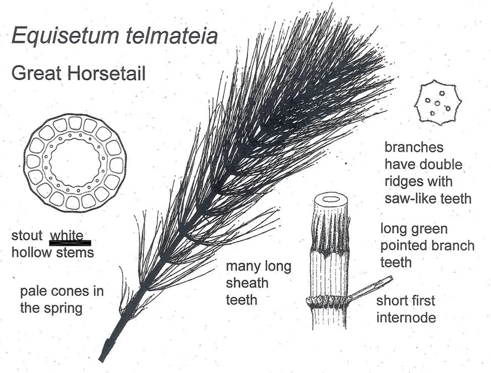  This is from a handout from Heather McHaffie at Scottish Botanists Conference 2018 