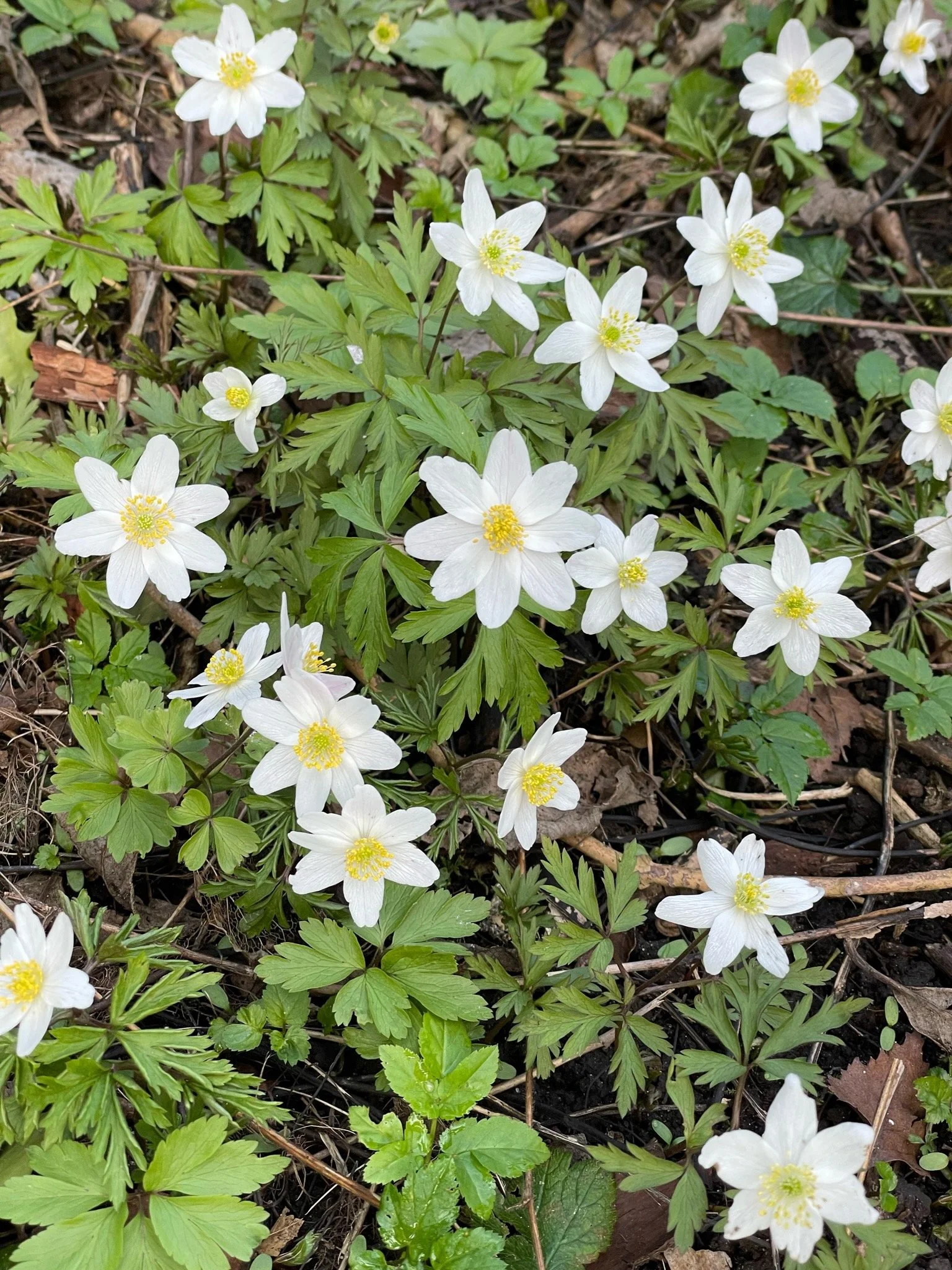   Anemone nemorosa NS5858 23March22 PW   