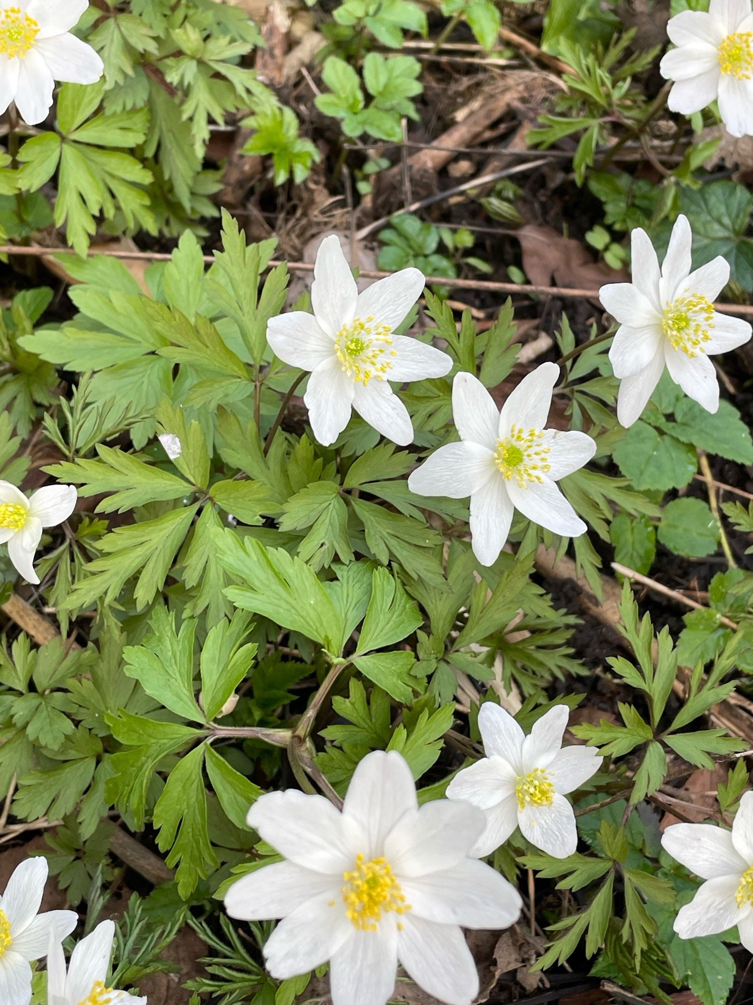   Anemone nemorosa NS5858 23March22 PW  