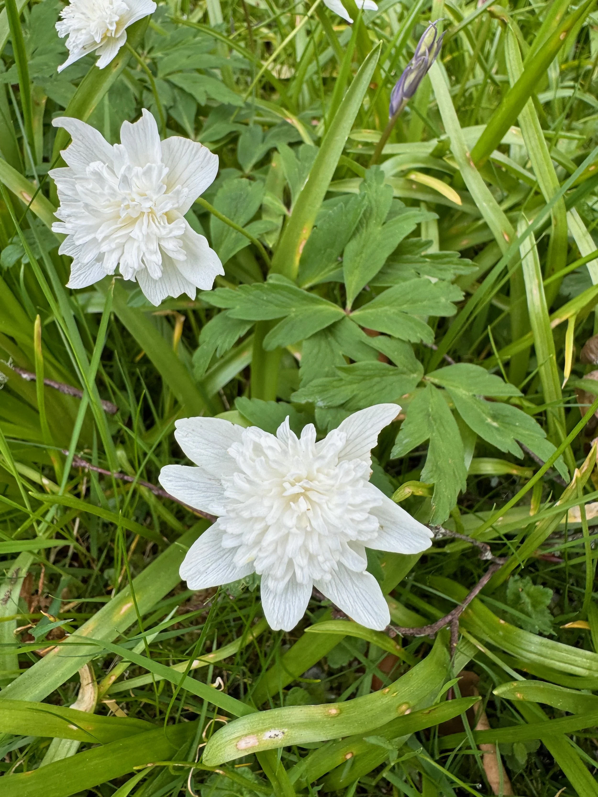  A  flore pleno  form where the stamens have changed into petal-like structures.   Anemone nemorosa 'Alba Plena' NS8037 3May2024 PW   