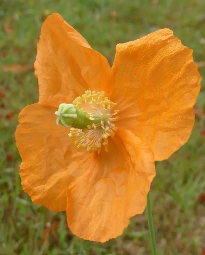  This shows that the style is absent and the six stigmas rest on the top of the ovary which will become the capsule.    Papaver atlanticum NS6158 9Jul23 PW  