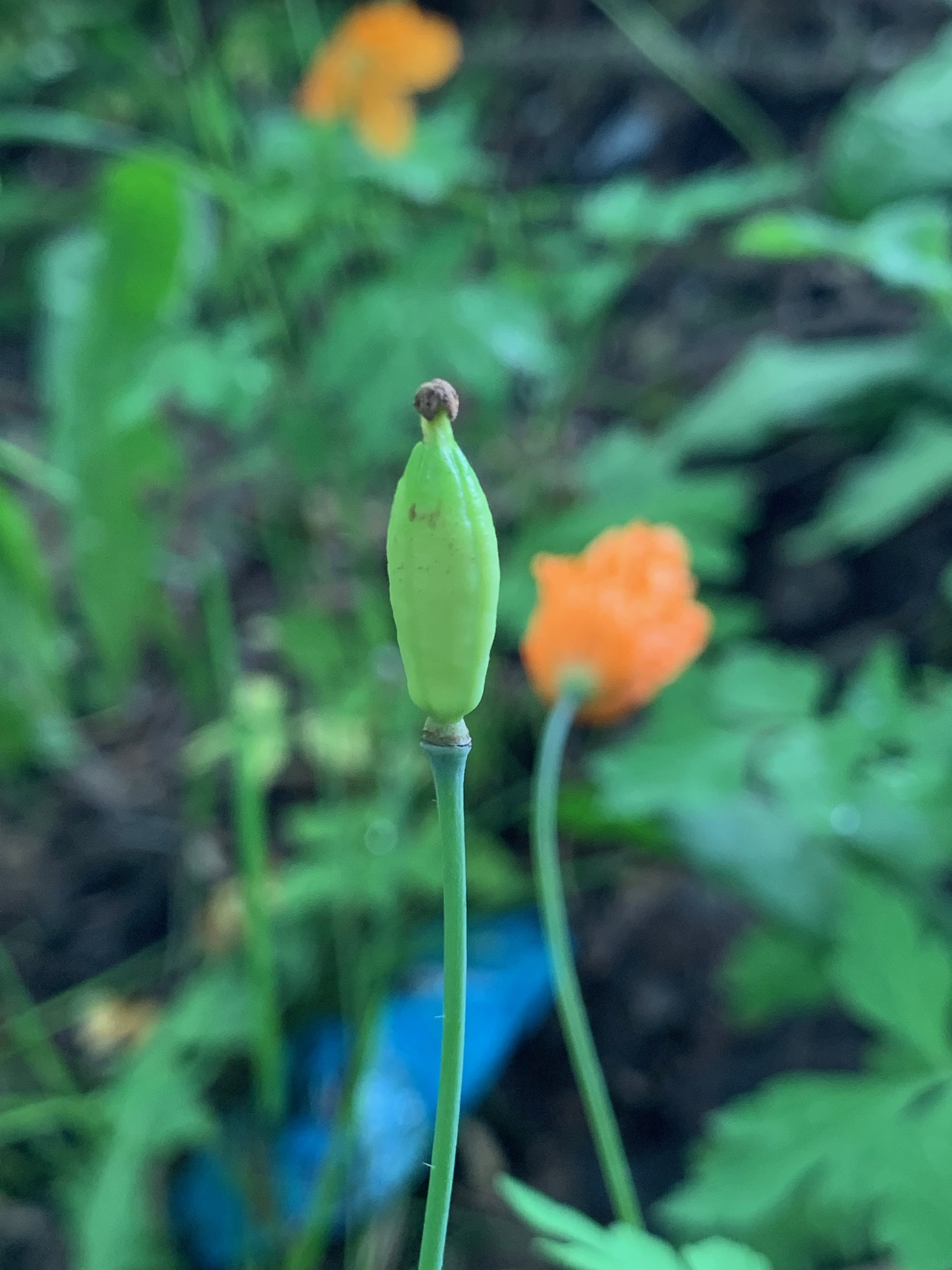   Papaver atlanticum NS6666 28May19 PW   