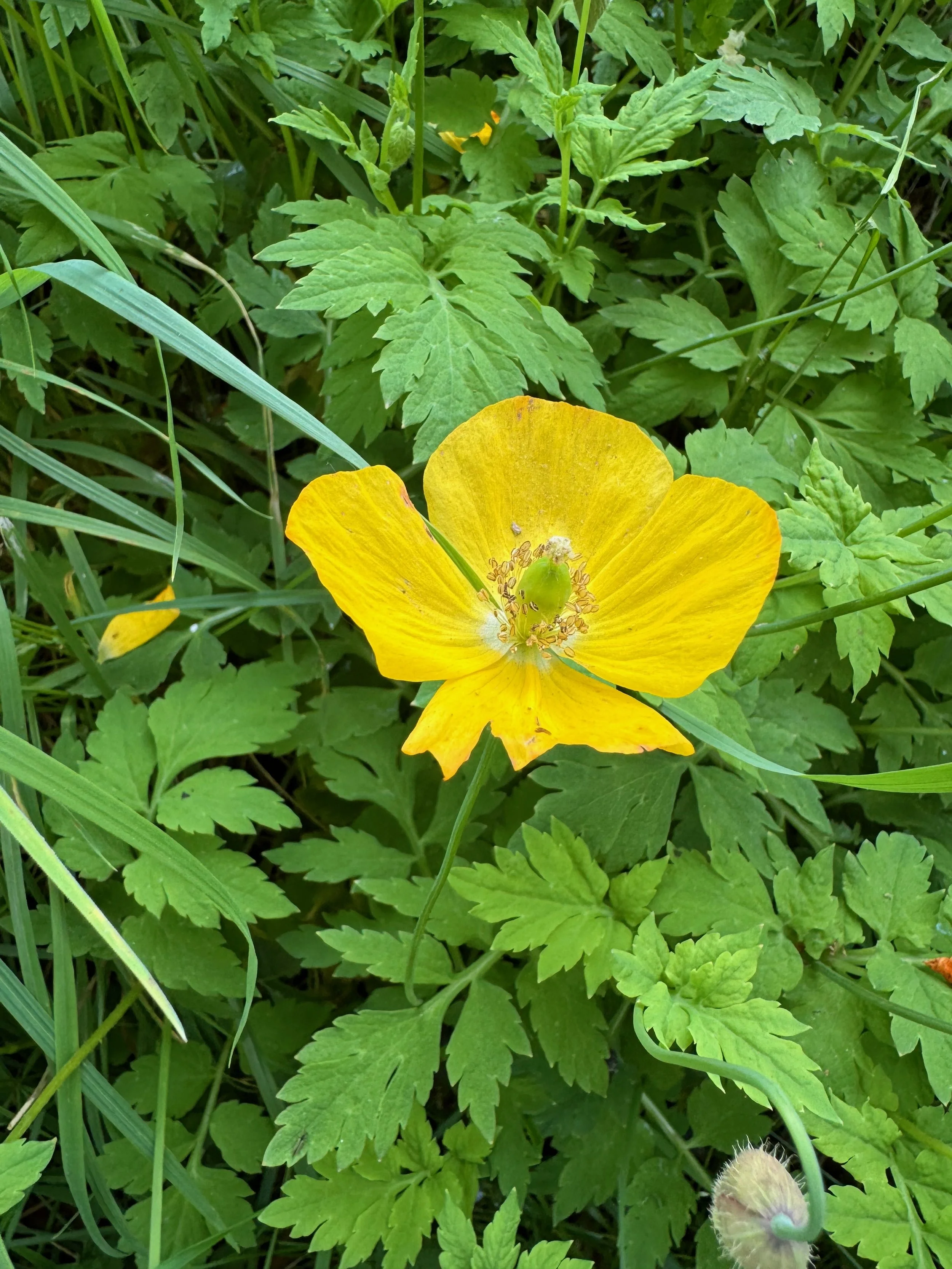 The short style is evident.    Papaver cambricum NS6350 17May24 PW  